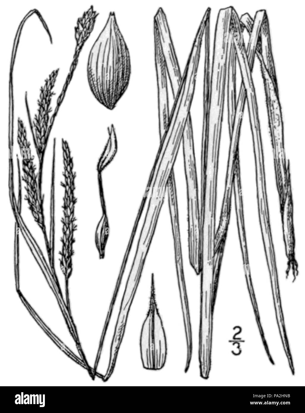 280 Carex × aestivaliformis BB-1913 Stock Photo