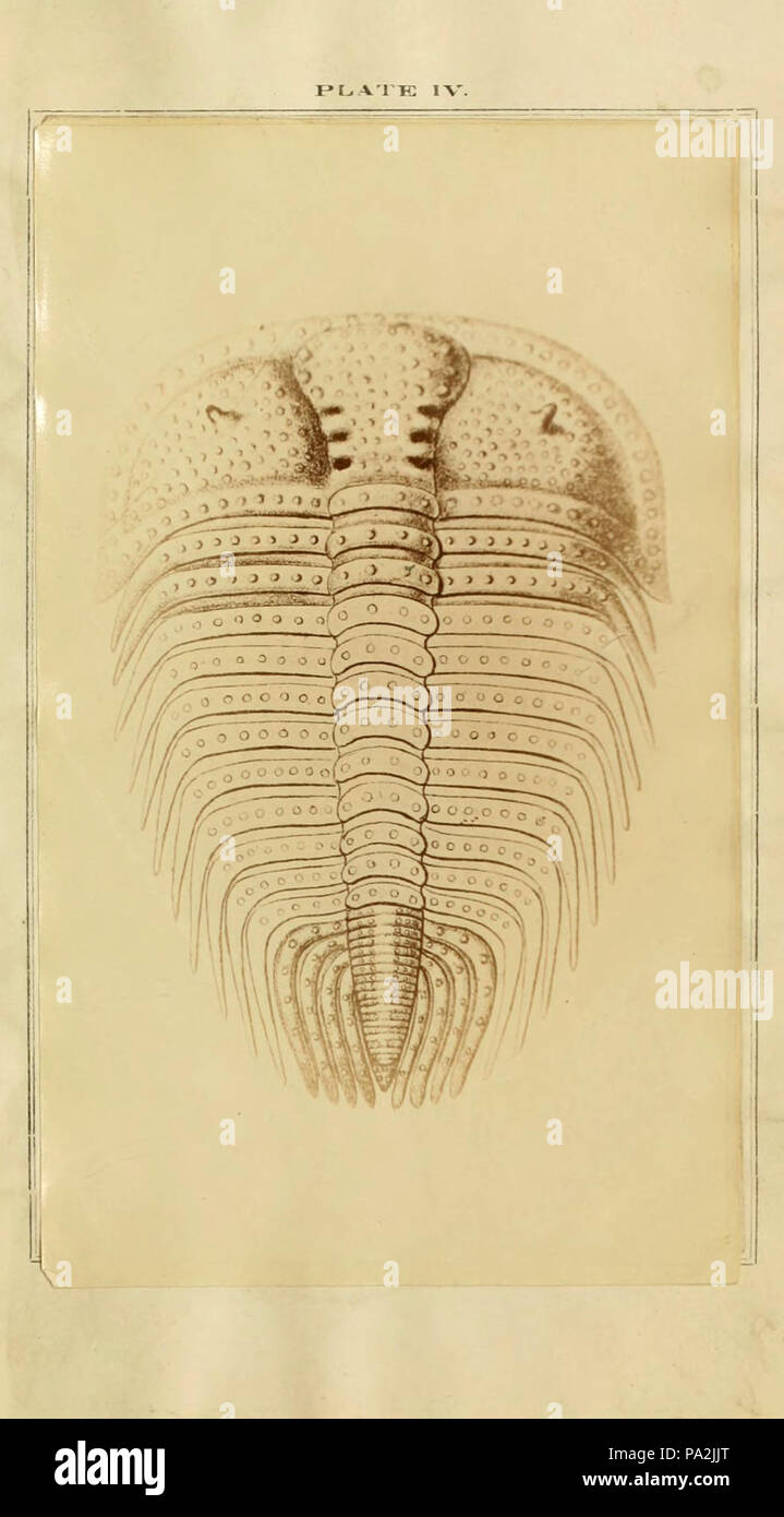 A monograph on the genera Zethus, Cybele, Encrinurus, and Cryptonymus Stock Photo