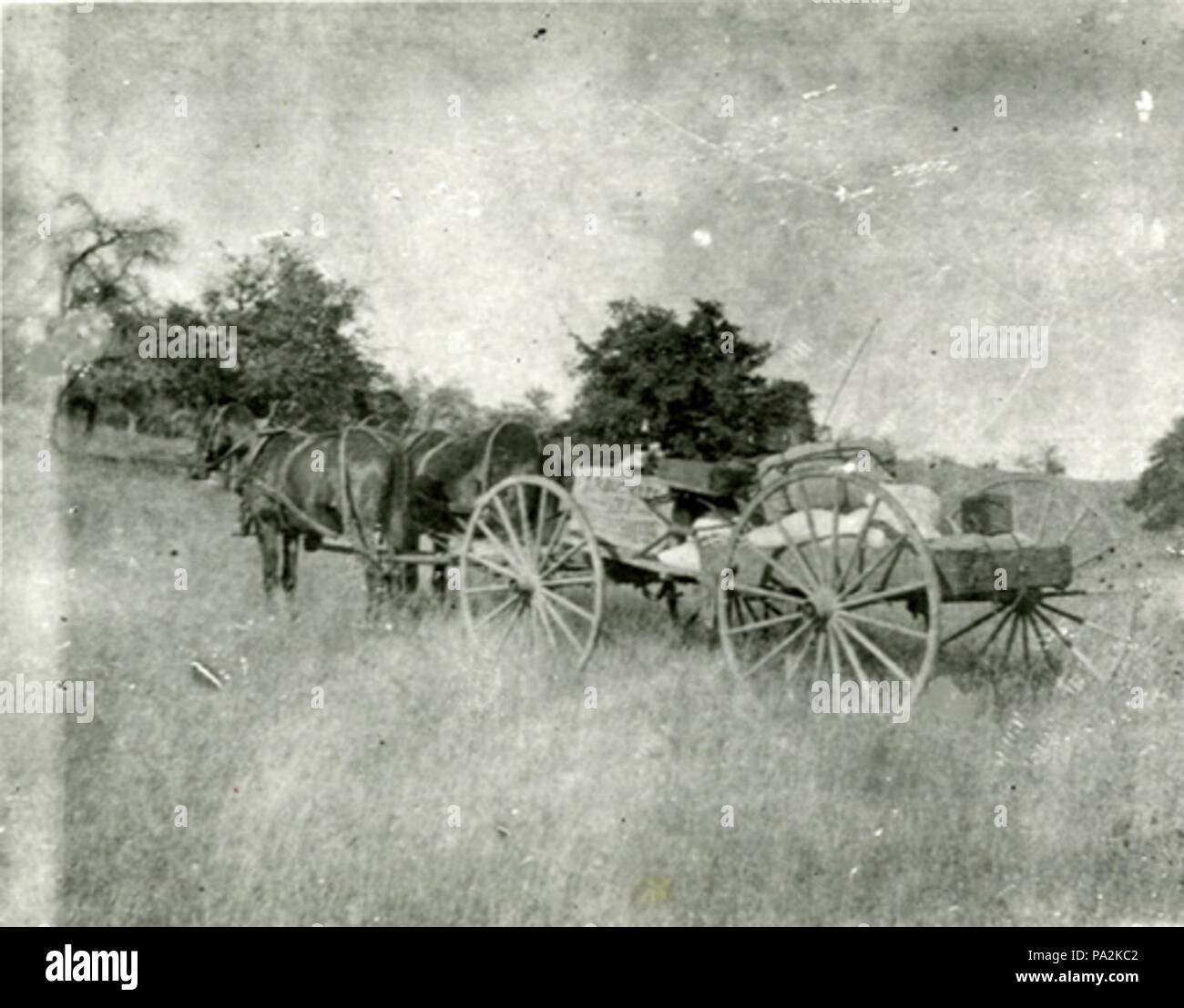 . English: Two horses tethered to a buckboard filled with supplies for ...