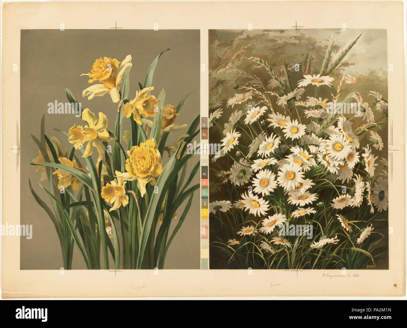 364 Daffodils and Daisies (Boston Public Library Stock Photo Alamy