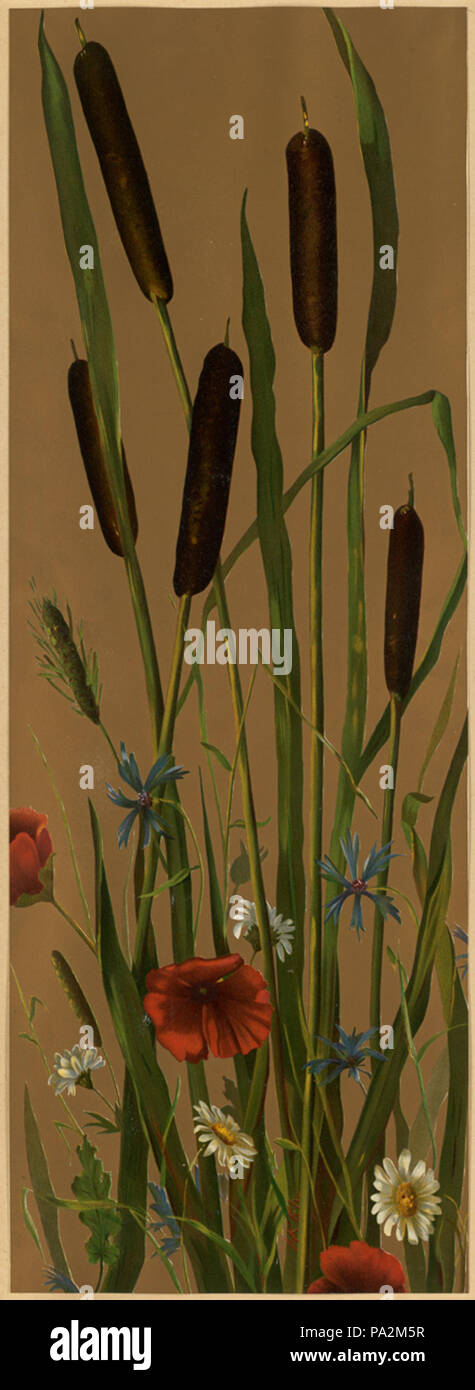 Bush Rush Reeds Bulrushes and reeds hi-res stock photography and images - Alamy