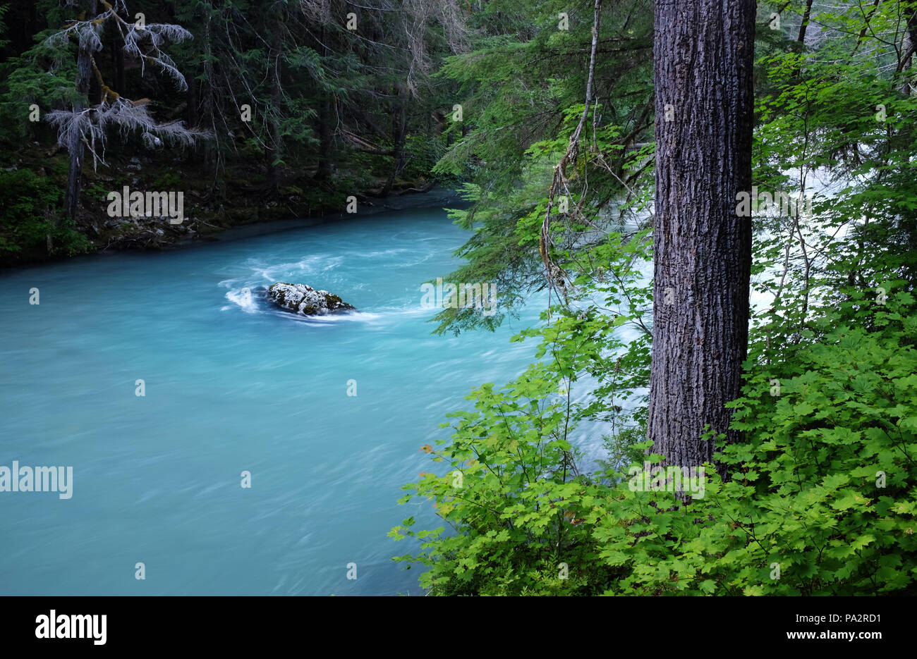 Thunder Creek flowing through old growth forest, North Cascades National Park, Washington State, USA Stock Photo