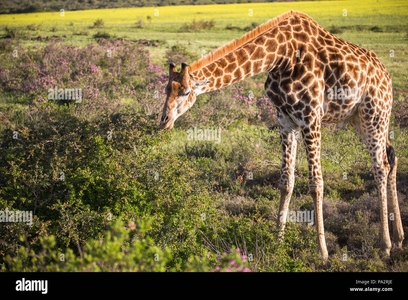 South African or Cape Giraffe (G.g.giraffa) bending over eating a plant or leaves in the wild of South Africa Stock Photo