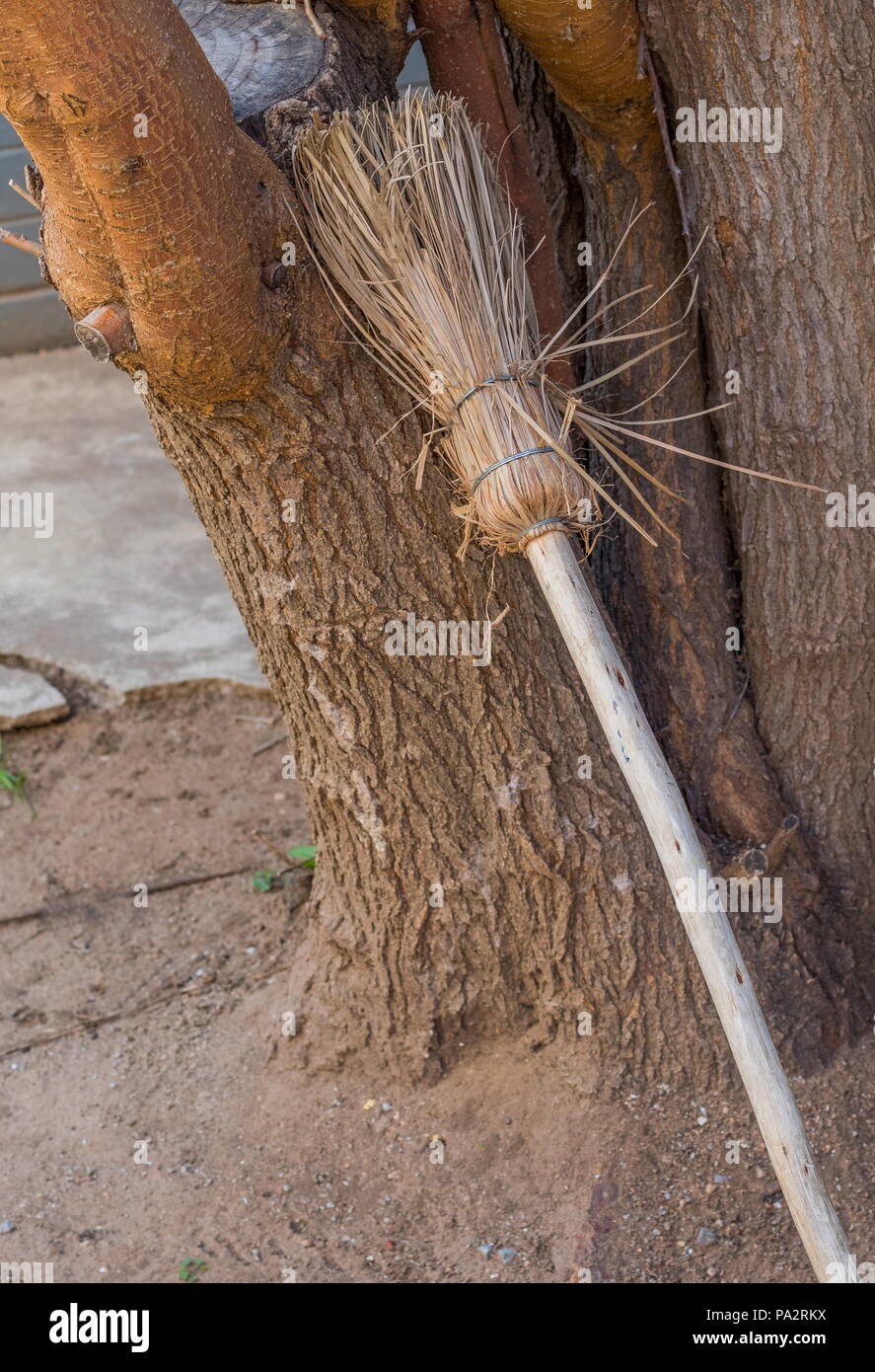 Broom Tree Stock Photos & Broom Tree Stock Images Alamy