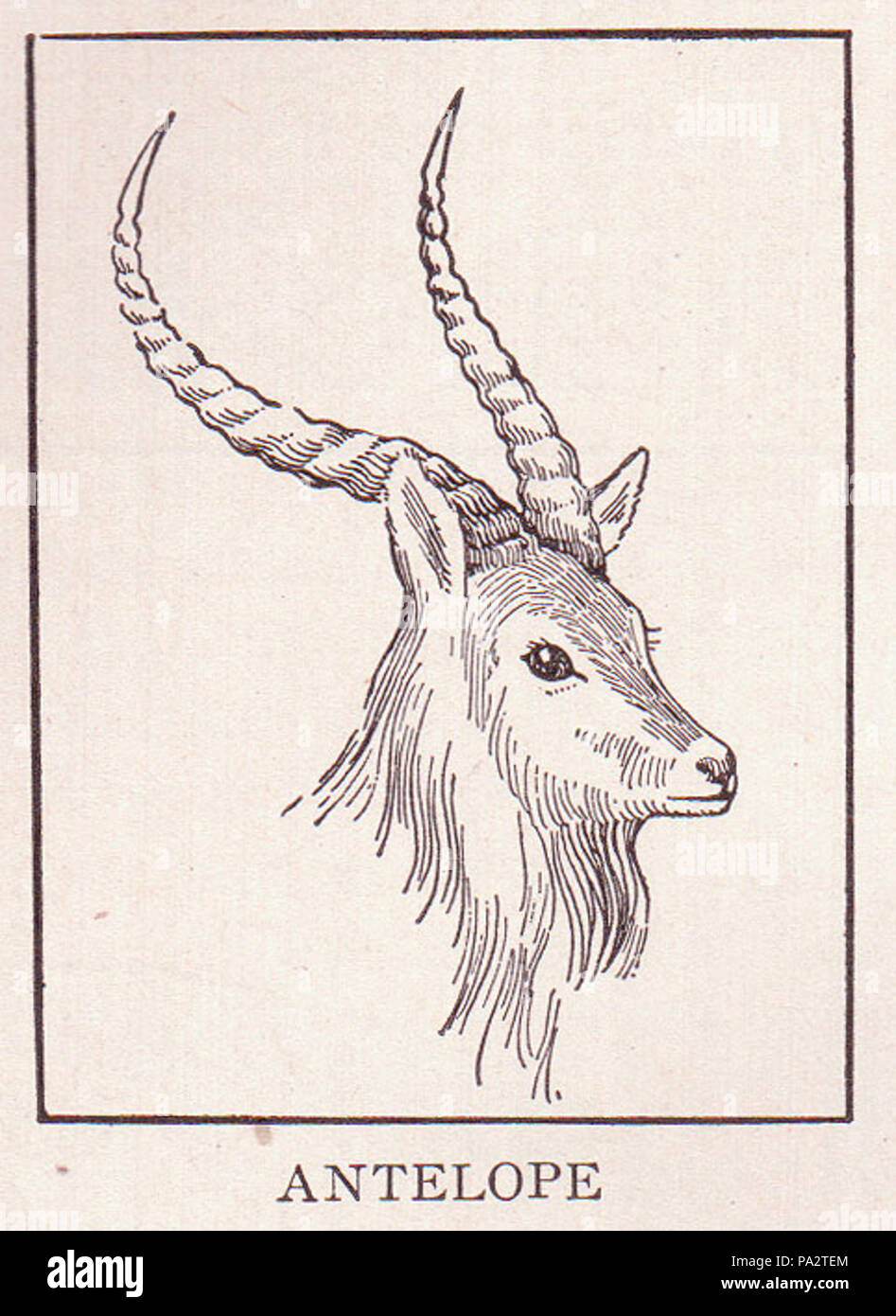 140 Antelope page 114 Stock Photo