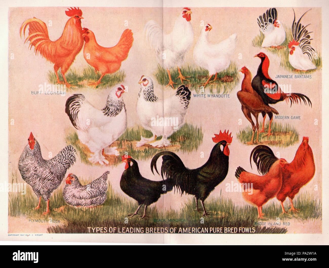 Poultry meat farming chickens hi-res stock photography and images - Alamy
