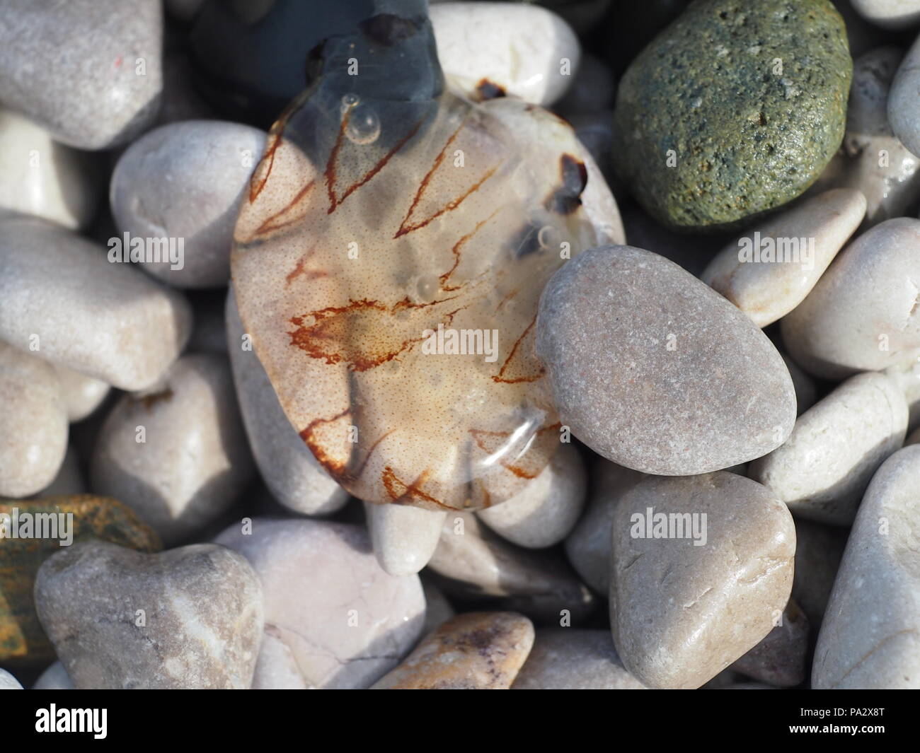 Small jellyfish on pebbles on the beach Stock Photo