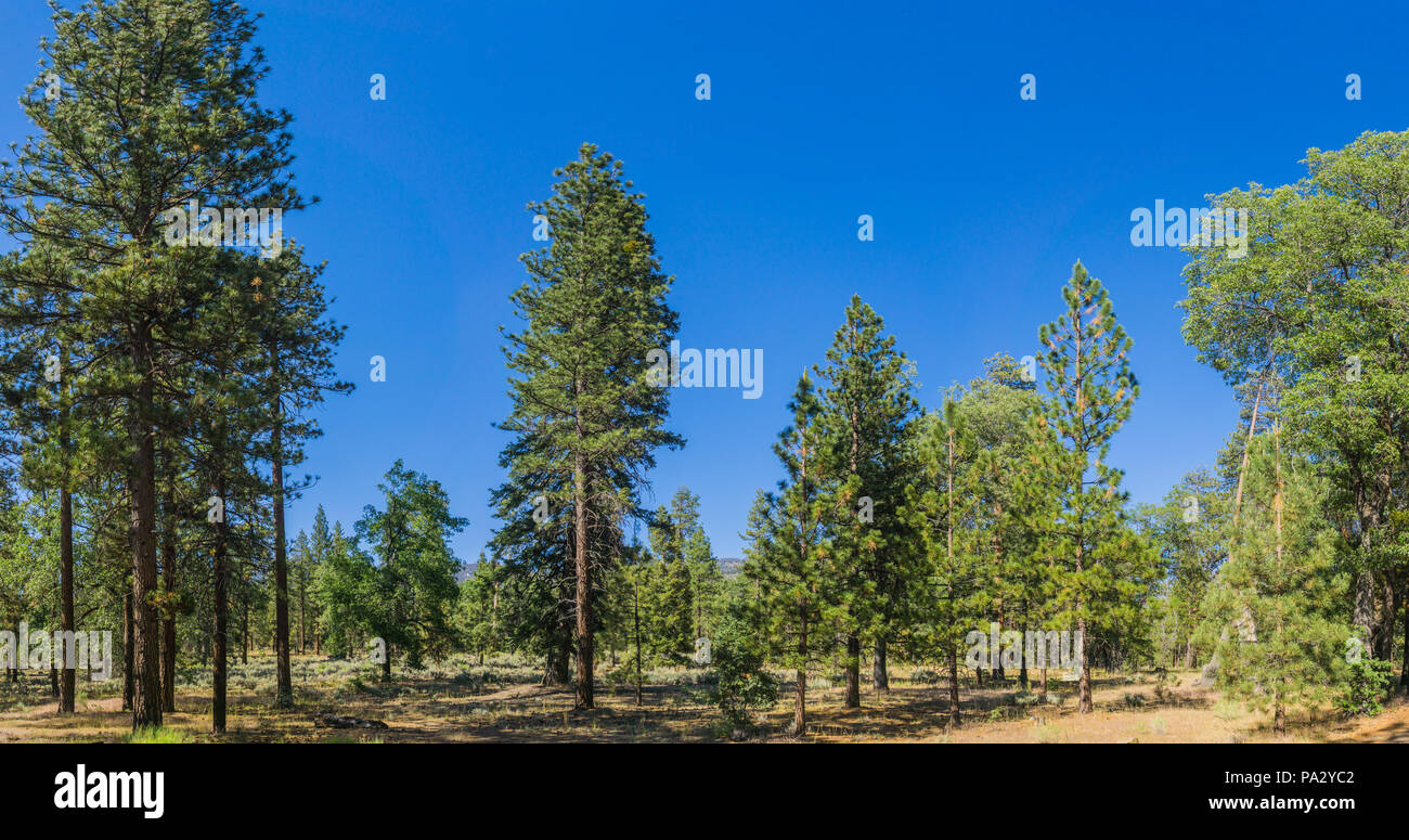 Mountain meadow of tall evergreen trees in the San Bernadino National Forest in southern California near Los Angeles. Stock Photo