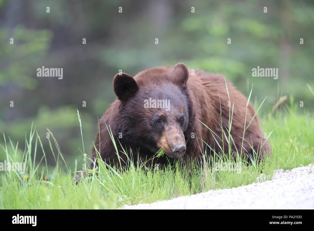 American black bear (Ursus americanus) Kanada Stock Photo - Alamy