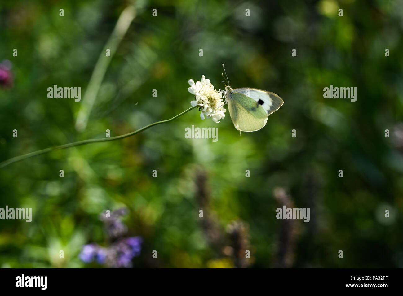 RHS Tatton Flower Show 2018 Stock Photo Alamy