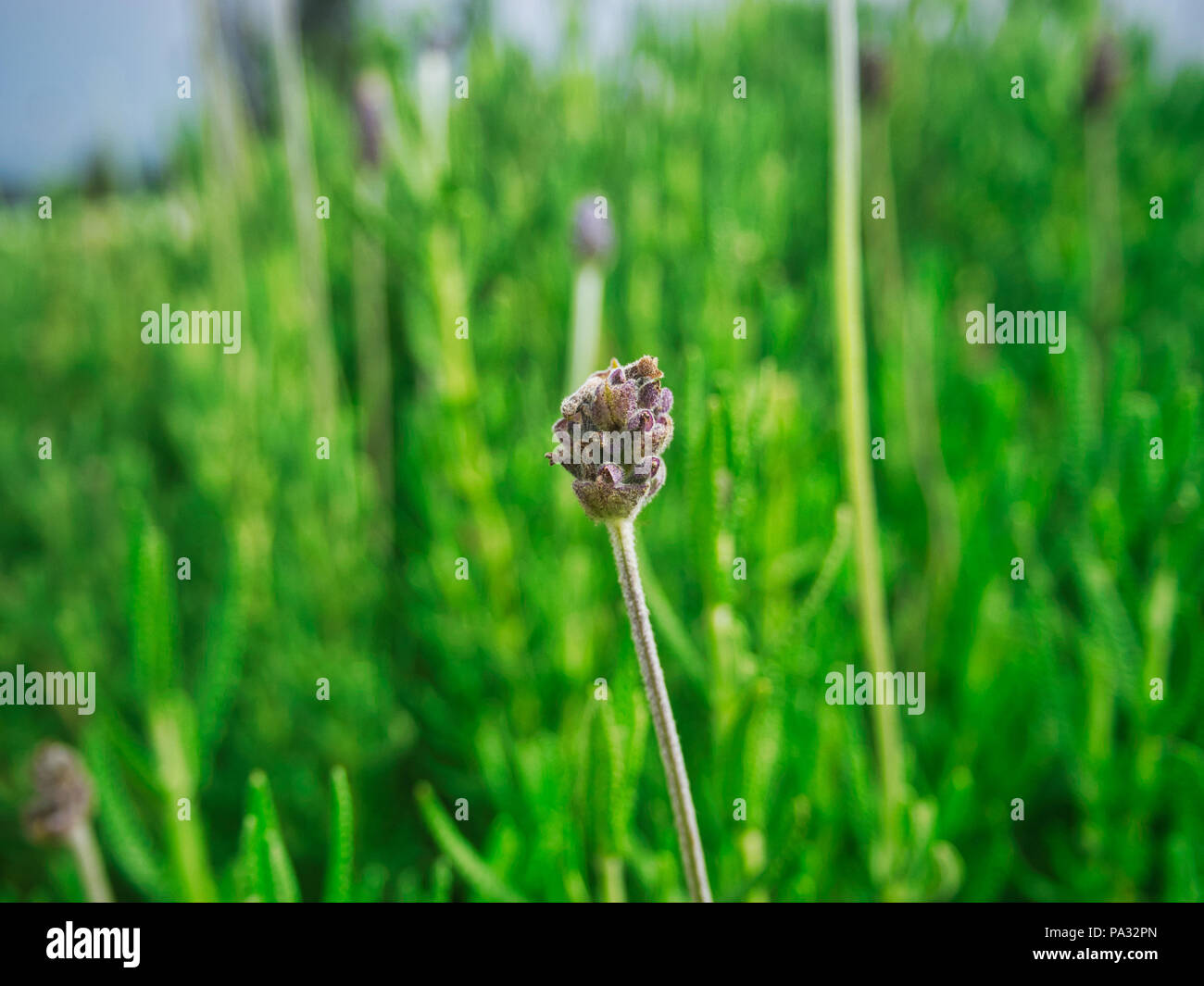 Purple hawaii flowers hi-res stock photography and images - Alamy