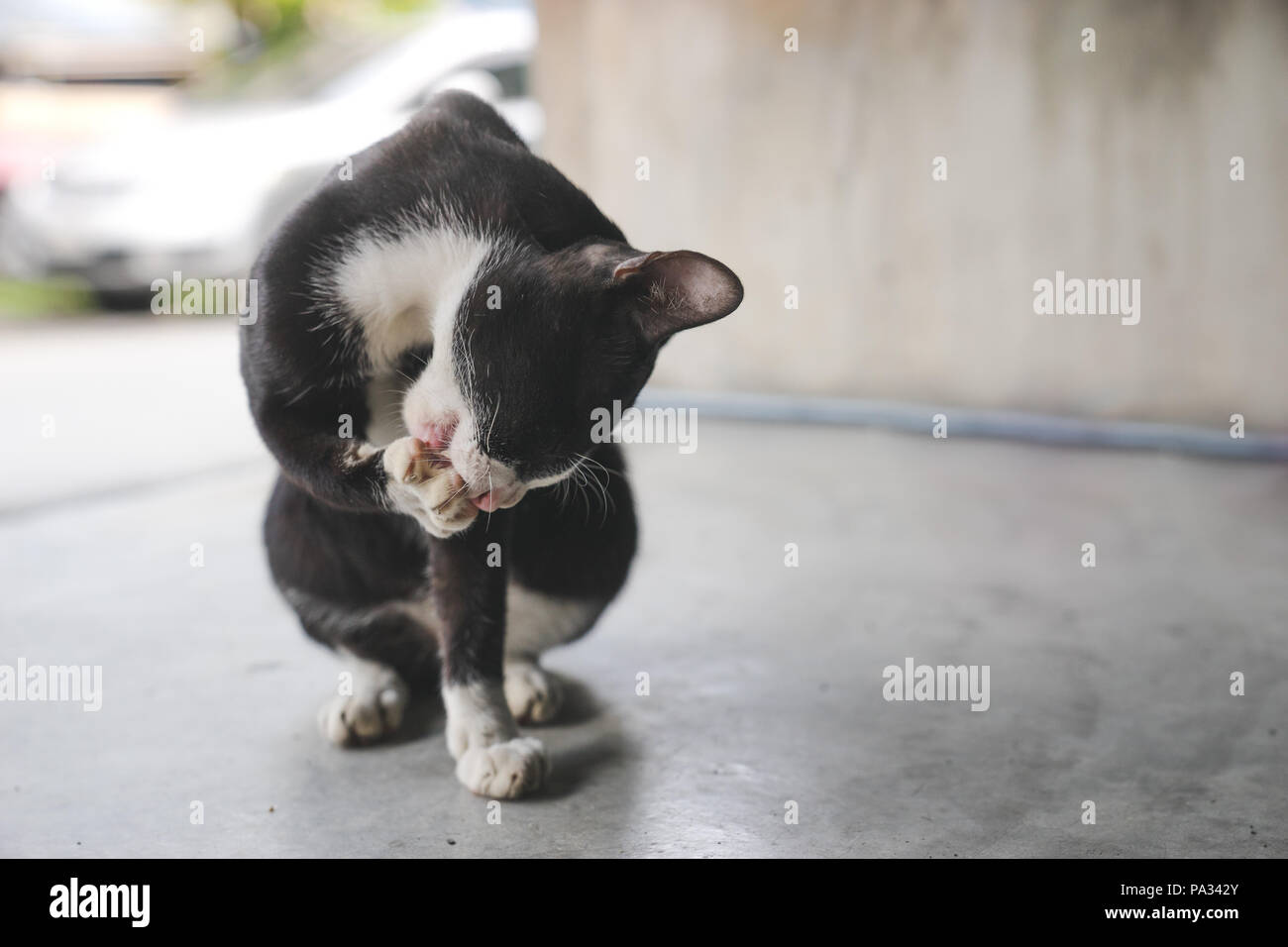 a black stray cat licking paw Stock Photo