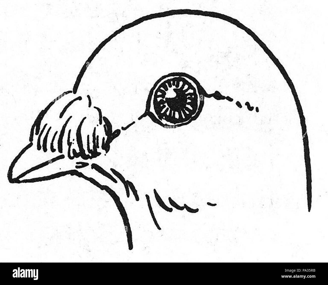 532 Die Taube, 1984, 0010d Schnabelnelke Stock Photo