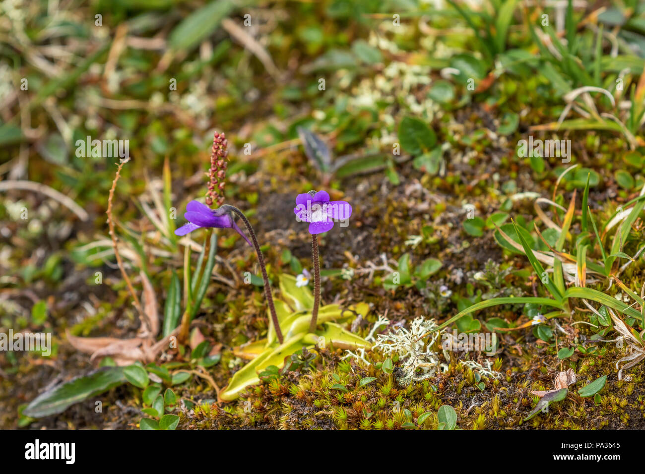 Purple Butterwort flowers in summer Stock Photo