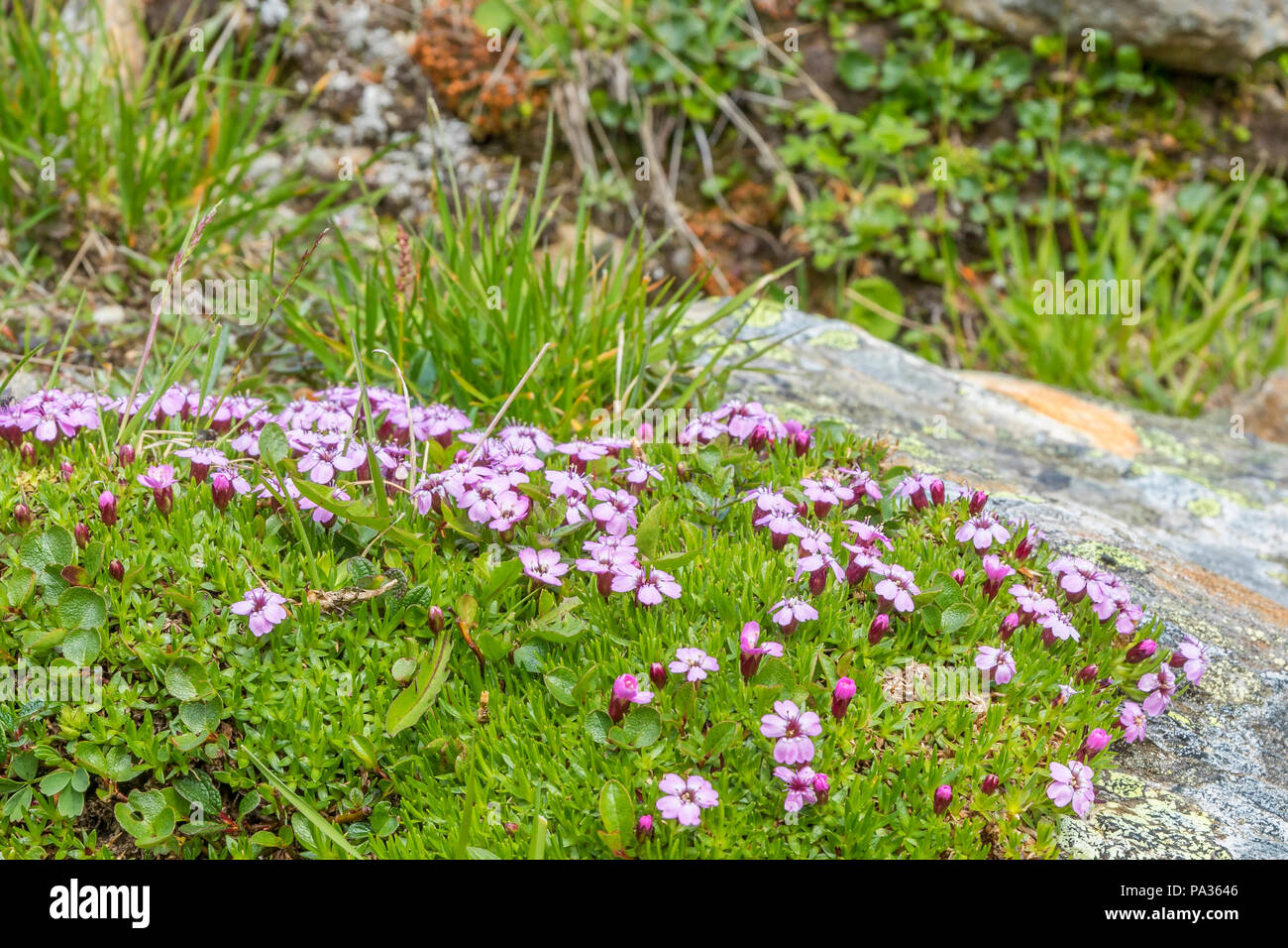 Pink Moss campion flowers in the high country Stock Photo