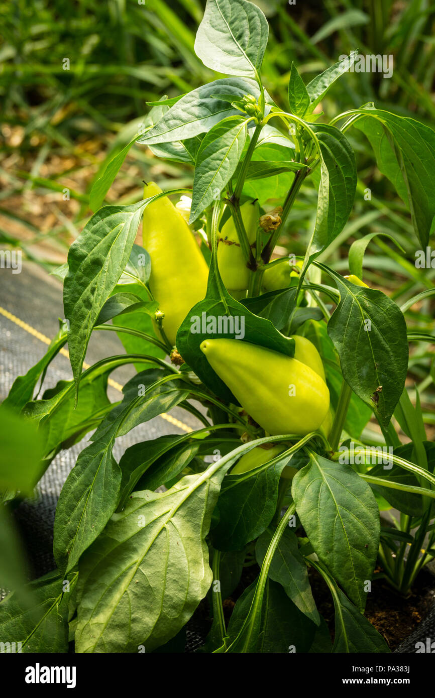 feher ozon paprika mild pepper plant inside a green house Stock Photo -  Alamy