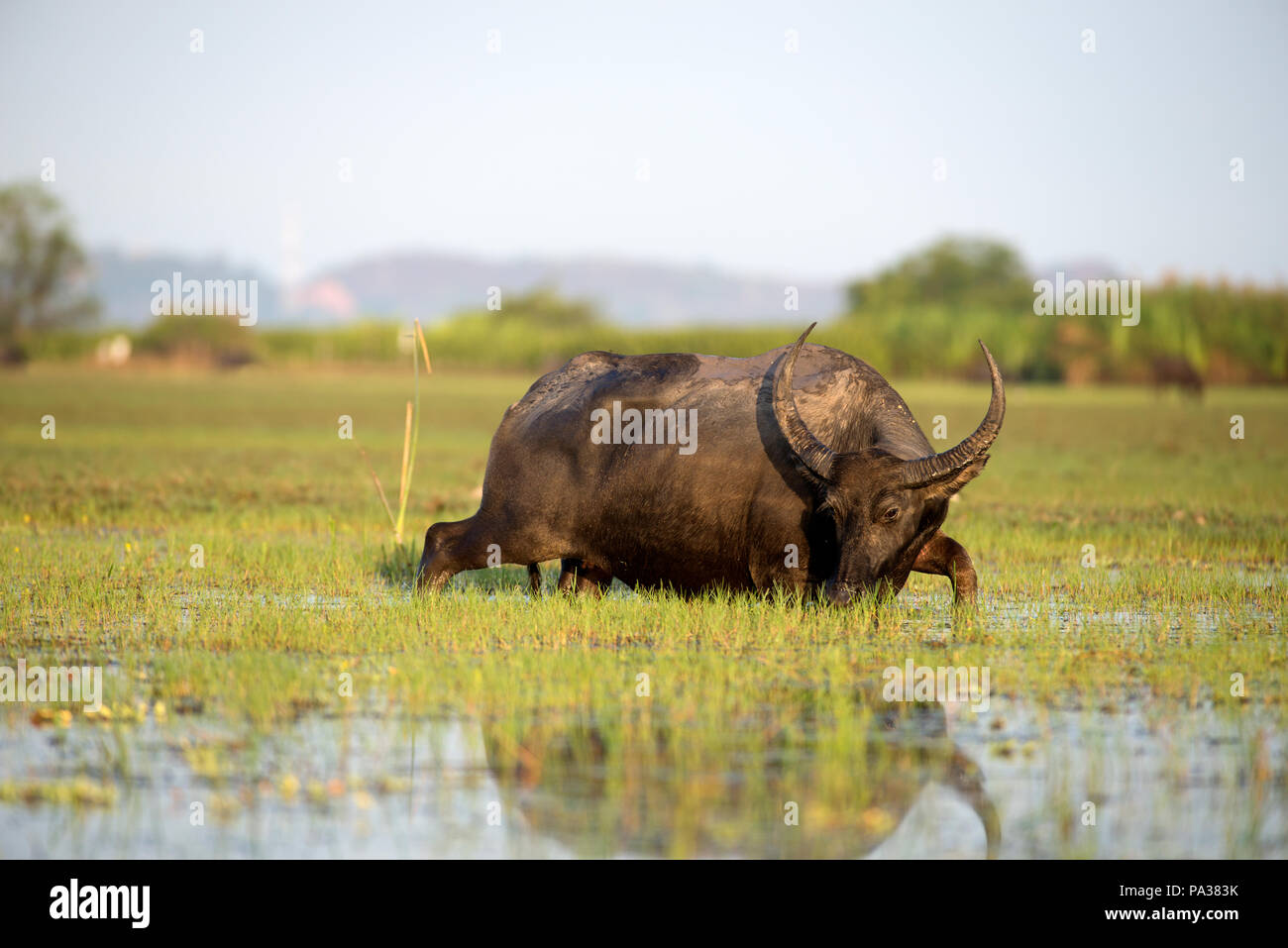 Water Buffalo (Bubalus bubalis), Thailand Buffle d'eau Stock Photo