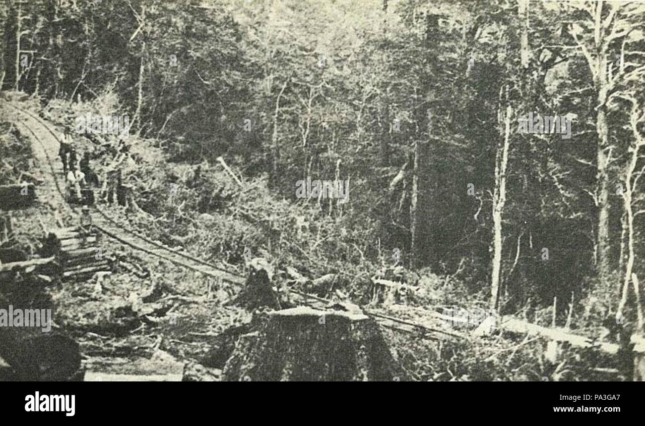 70 Dun Mountain railway in heavily wooded country. The track and wooden