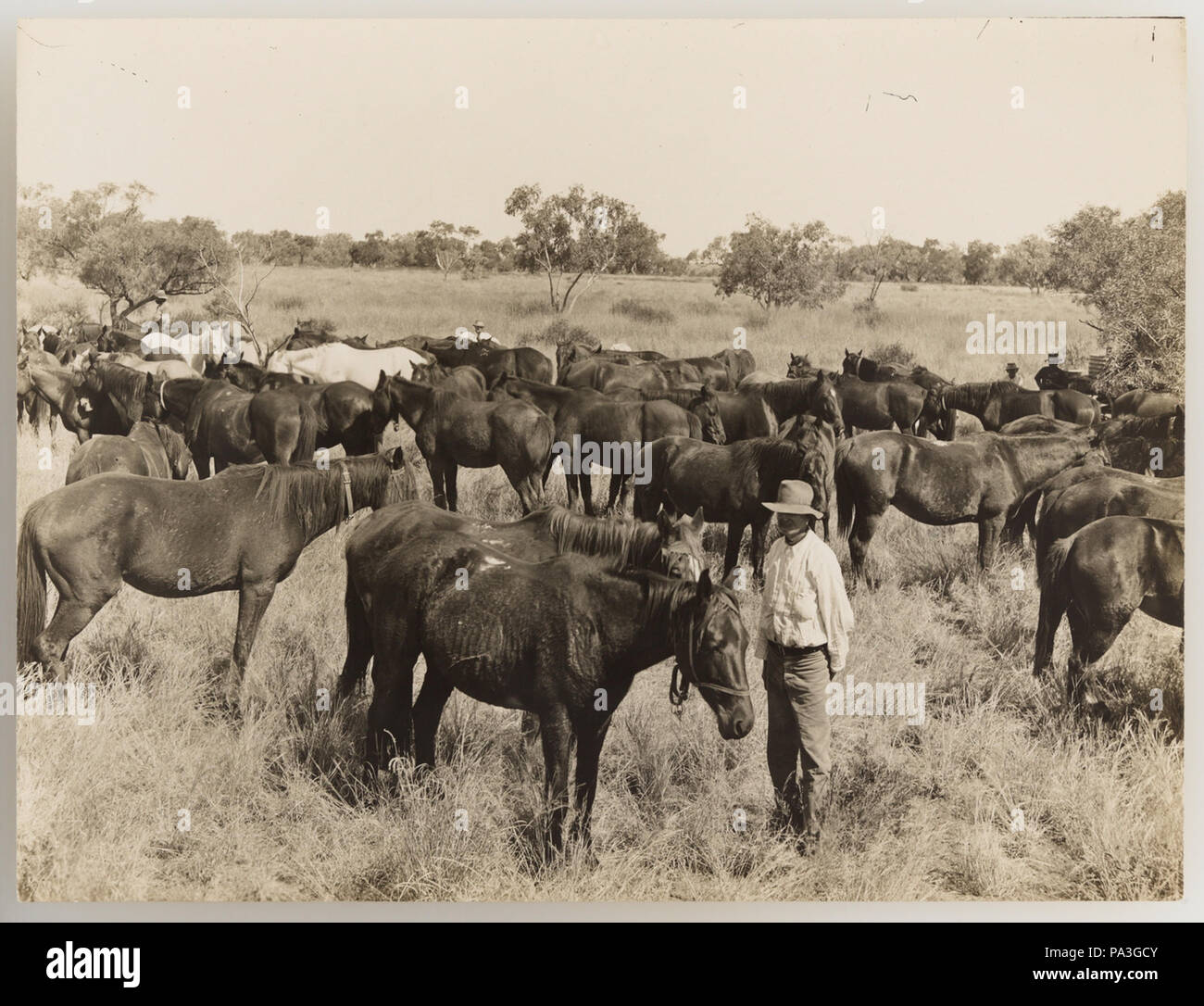 Australian animal collection 1900s hi-res stock photography and images ...