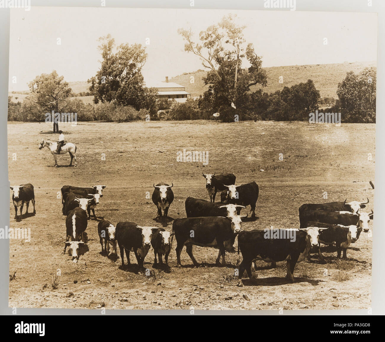 1920s cattle industry hi-res stock photography and images - Alamy
