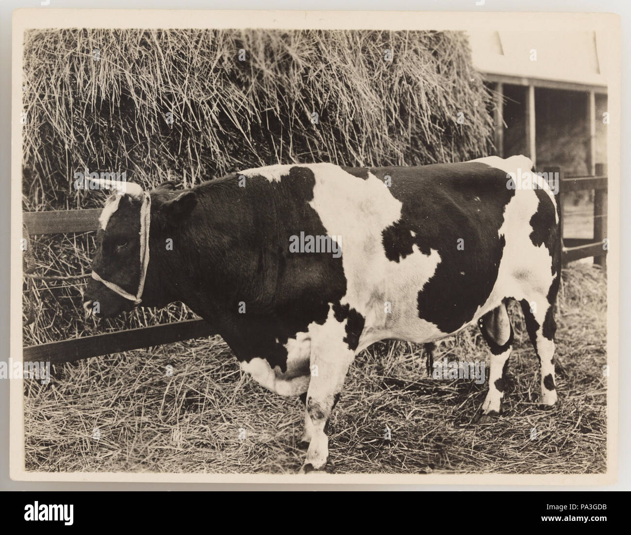 1920s cattle industry hi-res stock photography and images - Alamy