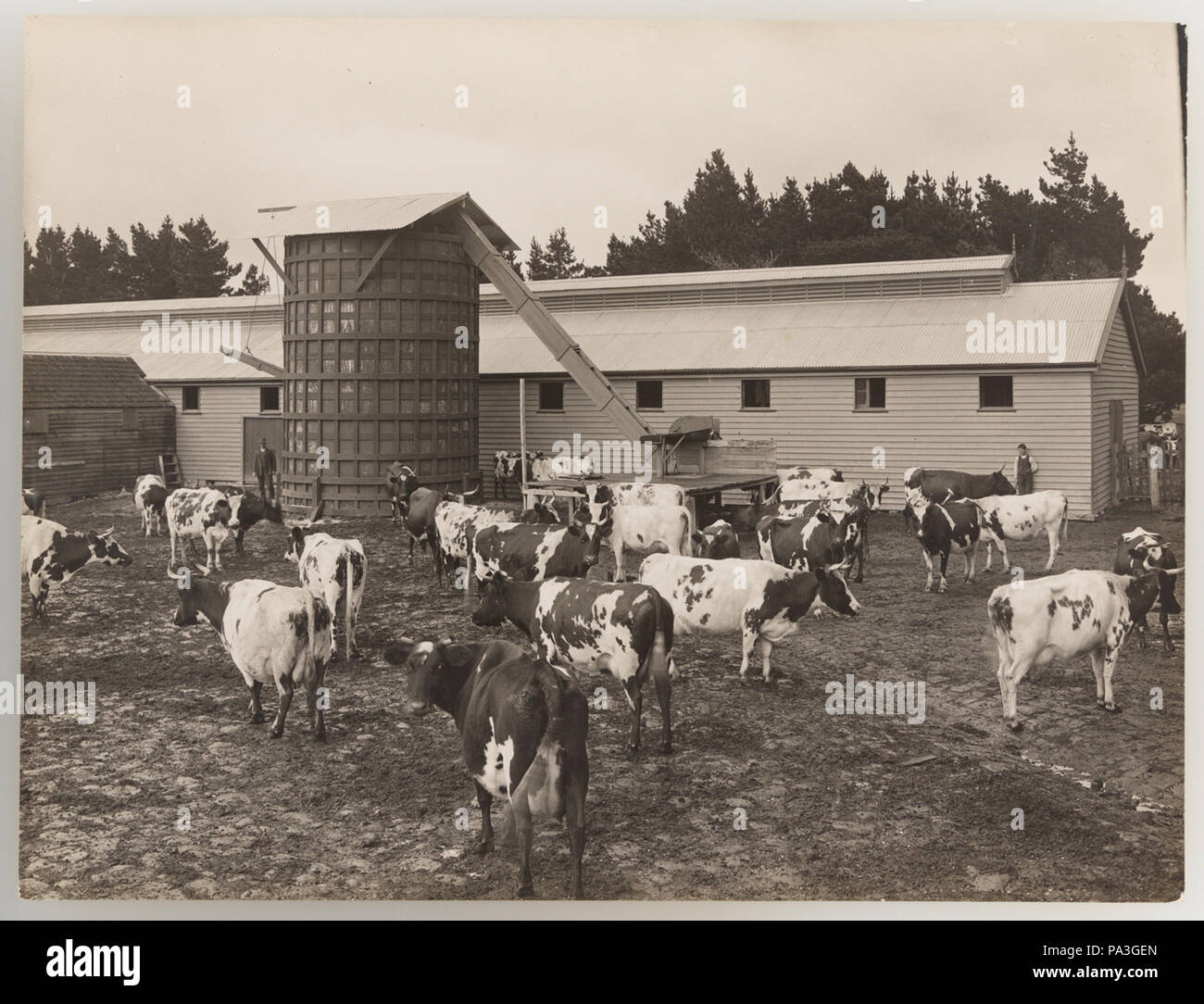 1920s cattle hi-res stock photography and images - Alamy
