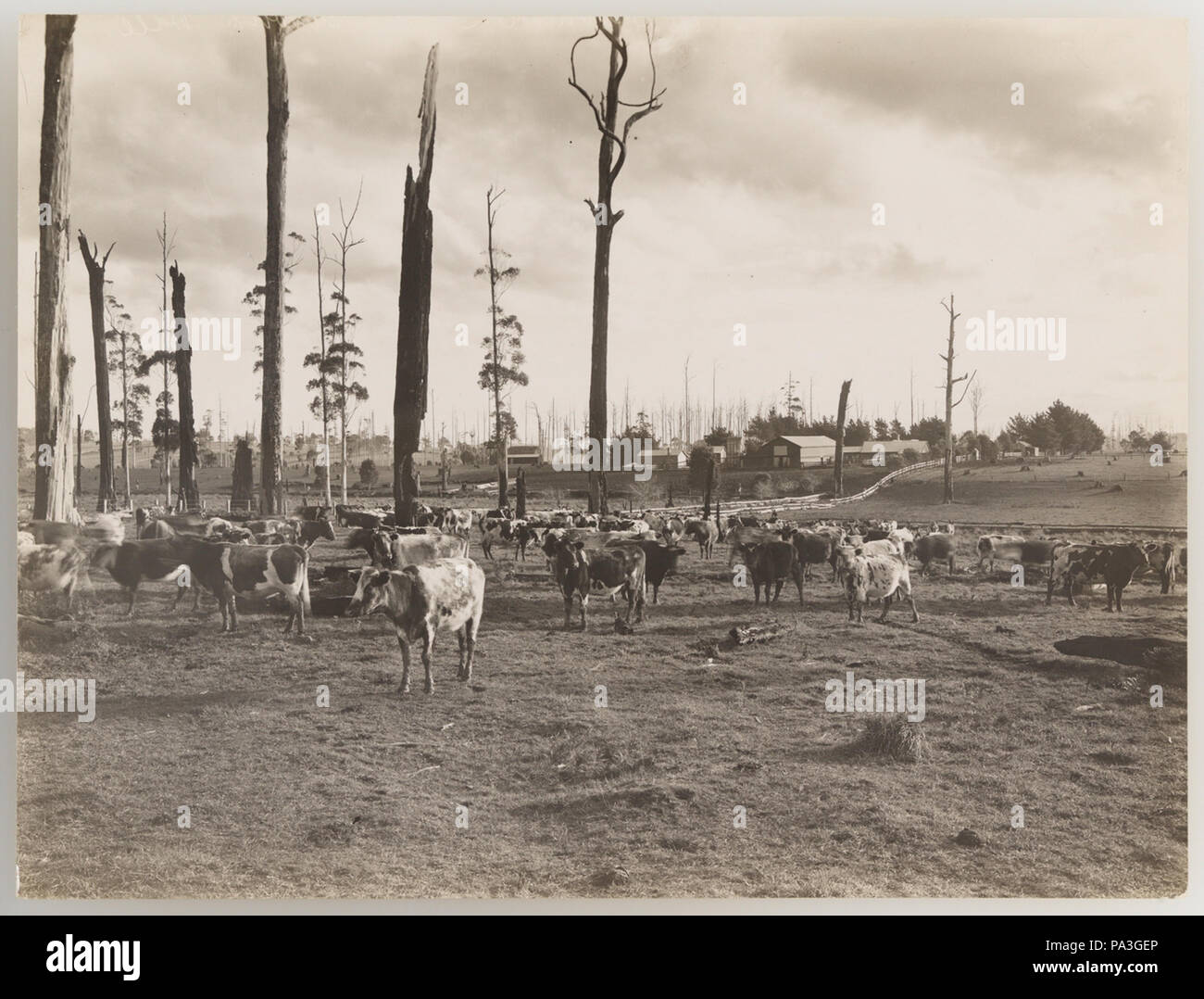 1920s cattle industry hi-res stock photography and images - Alamy
