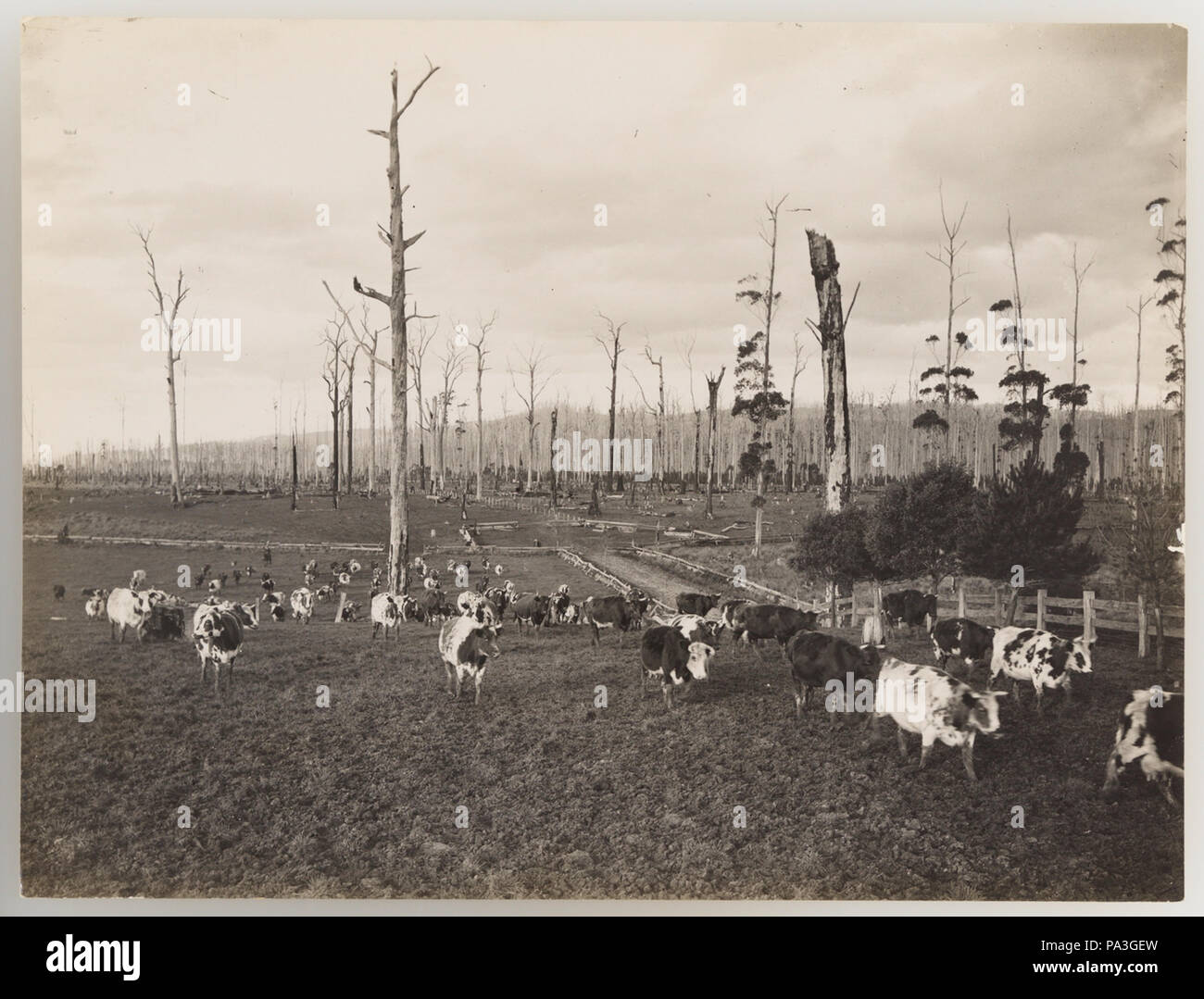 1920s cattle industry hi-res stock photography and images - Alamy