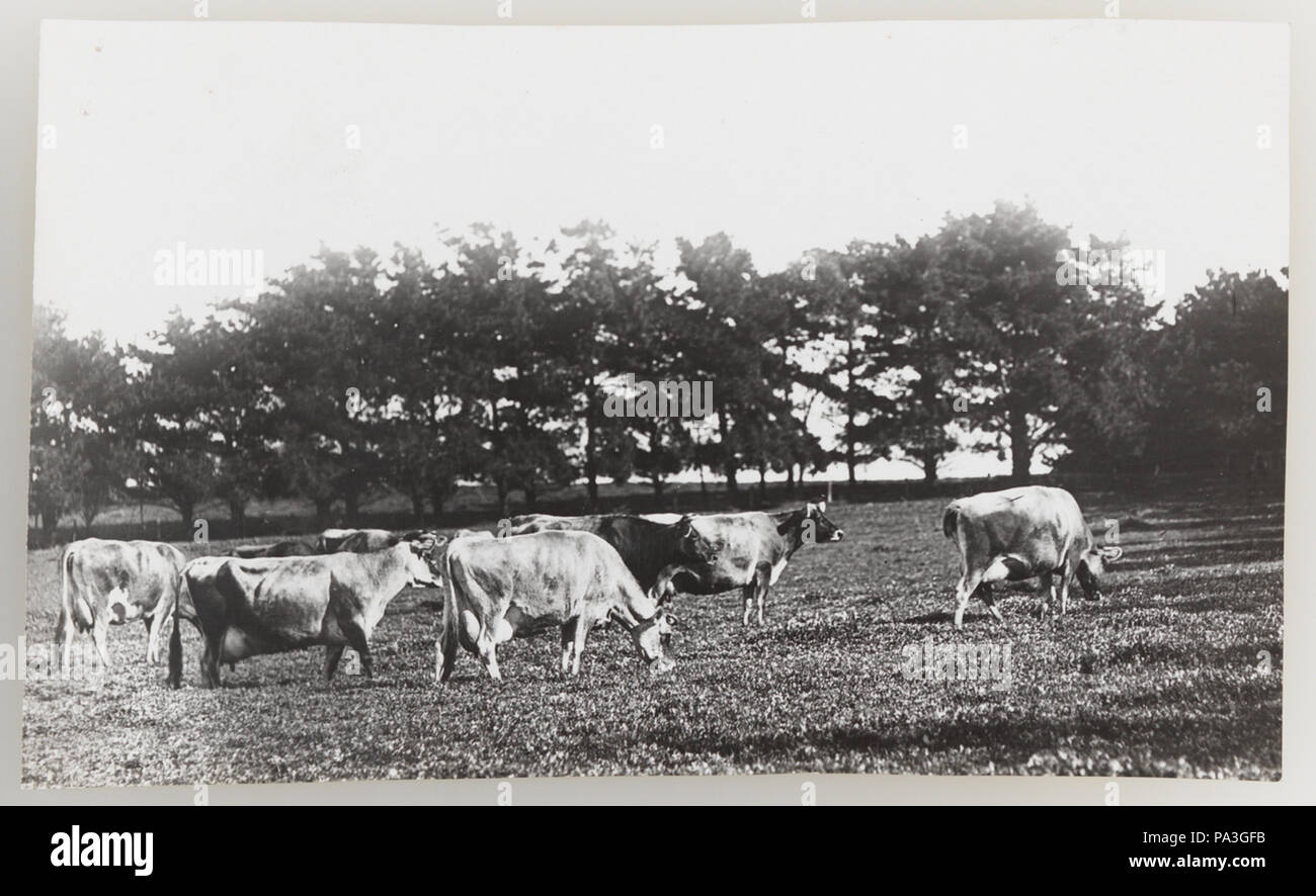 1920s cattle industry hi-res stock photography and images - Alamy
