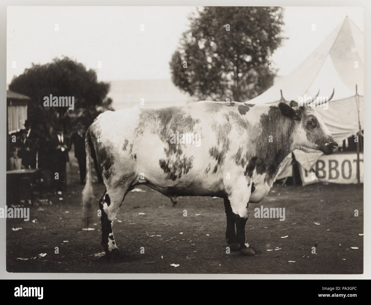 Cattle ranching images hi-res stock photography and images - Alamy