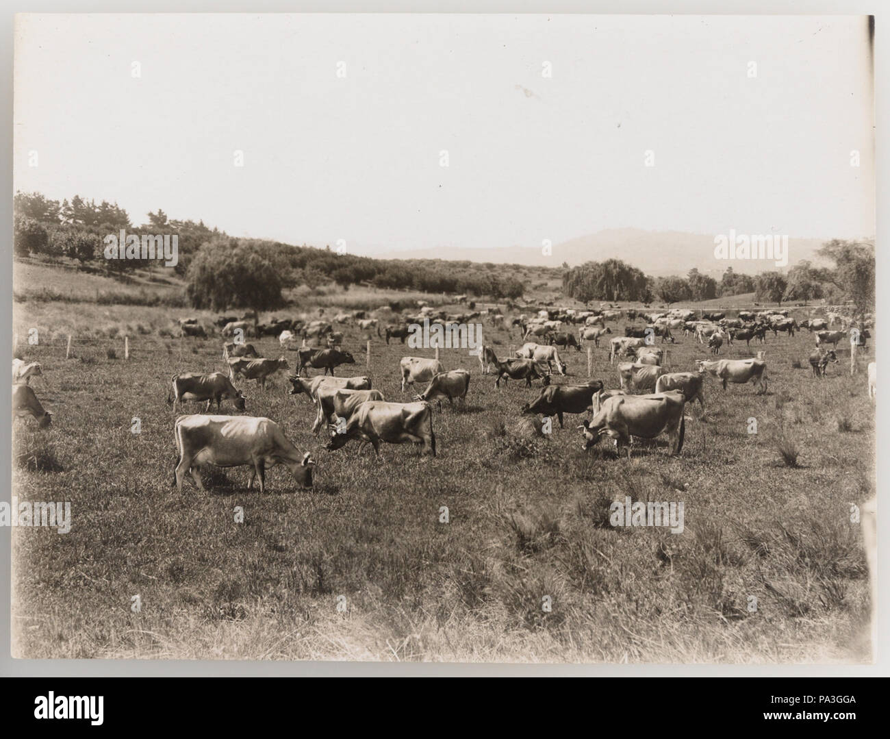 1920s cattle industry hi-res stock photography and images - Alamy