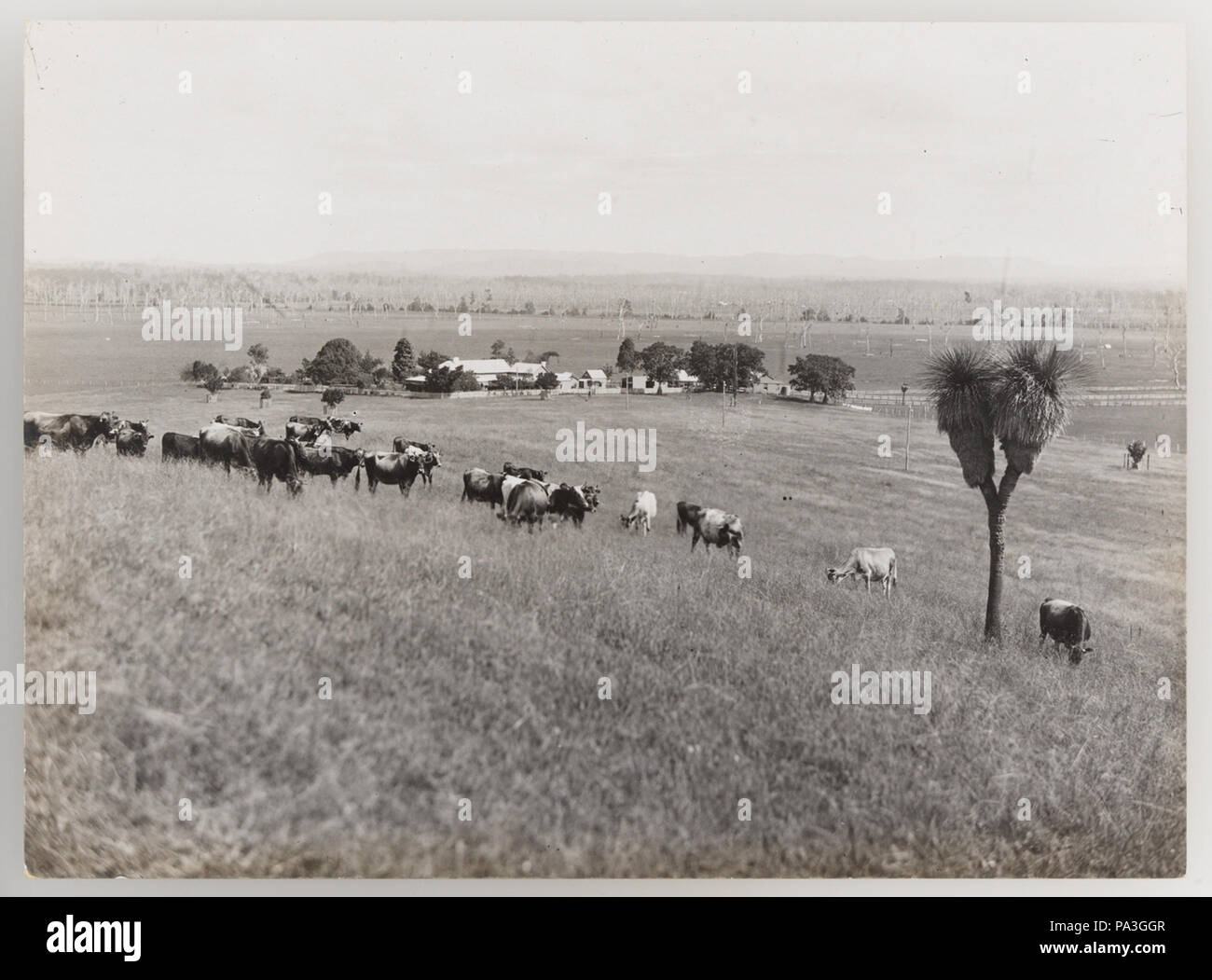 1920s cattle industry hi-res stock photography and images - Alamy