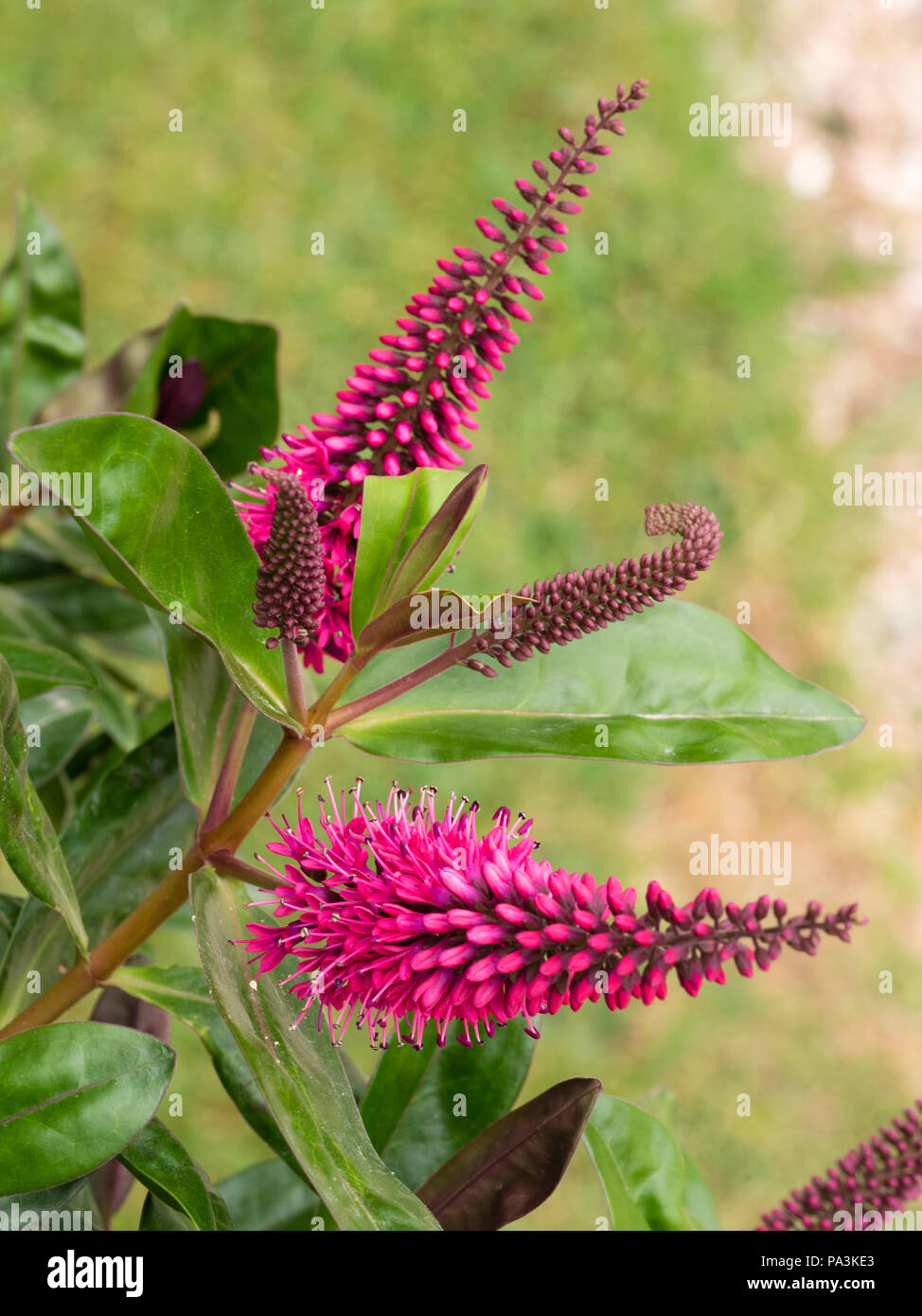 Red, tinged violet flowers in short spikes above dark young foliage of the evergreen, half hardy shrub, Hebe 'Simon Delaux' Stock Photo