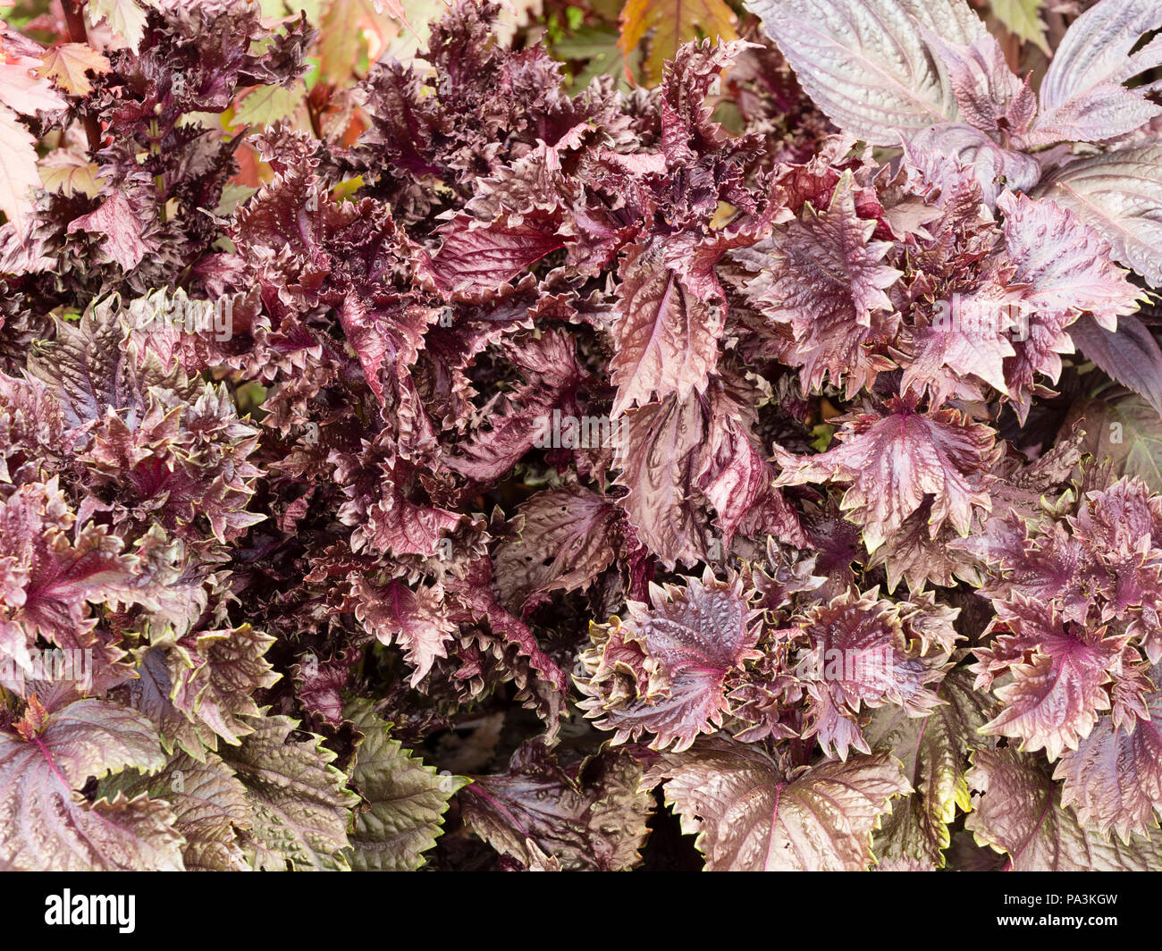 Crinkled, dark foliage of red Shiso, Perilla frutescens var. crispa, a ginger flavoured annual culinary herb Stock Photo