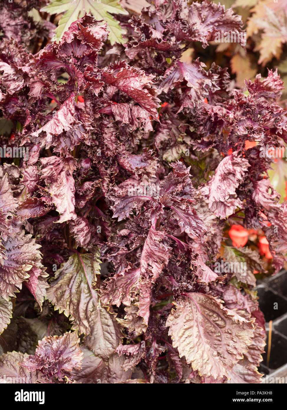 Crinkled, dark foliage of red Shiso, Perilla frutescens var. crispa, a ginger flavoured annual culinary herb Stock Photo