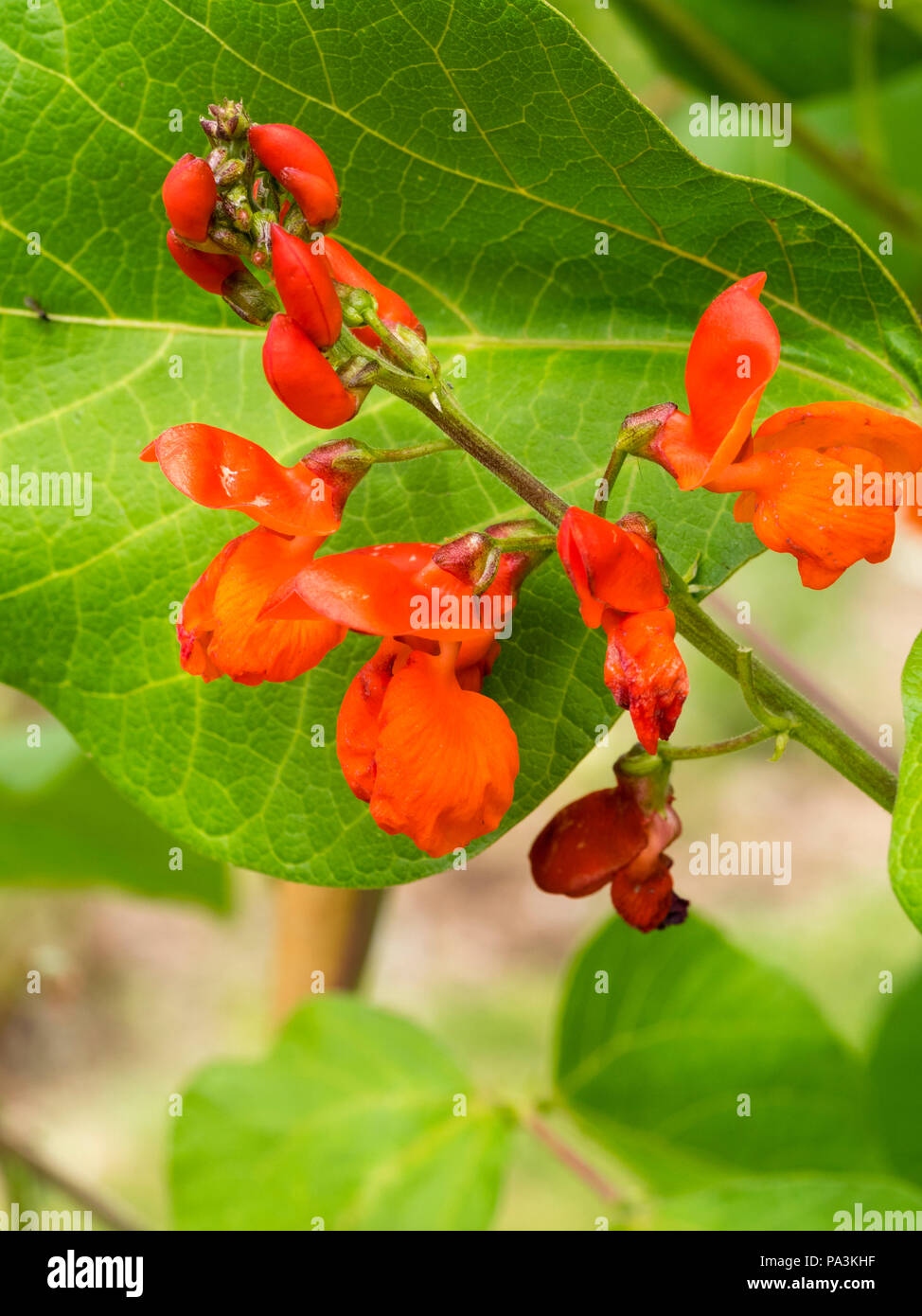Ornamental red flowers of the runner bean, Phaseolus coccineus 'Lady Di' Stock Photo