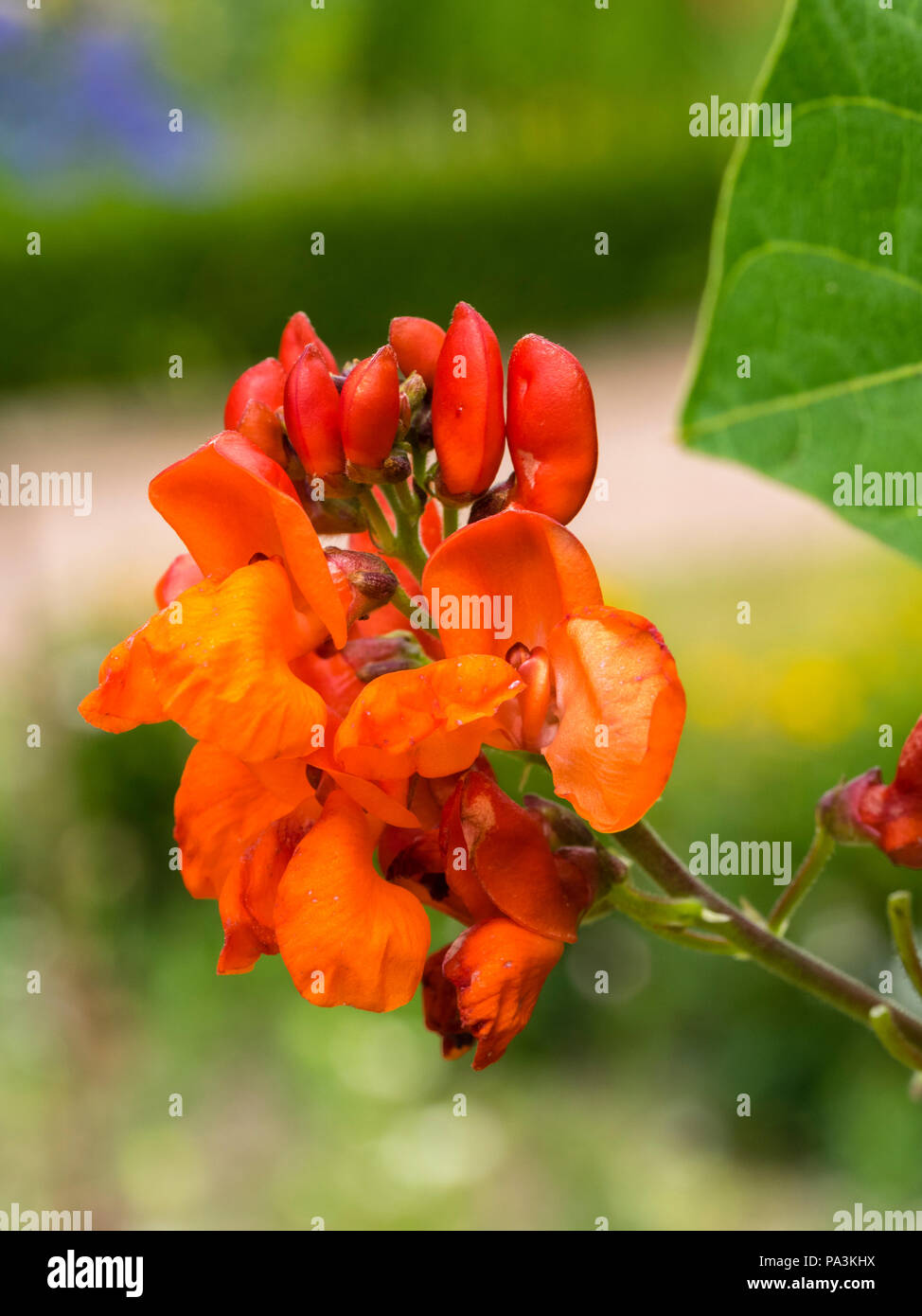 Ornamental red flowers of the runner bean, Phaseolus coccineus 'Lady Di' Stock Photo