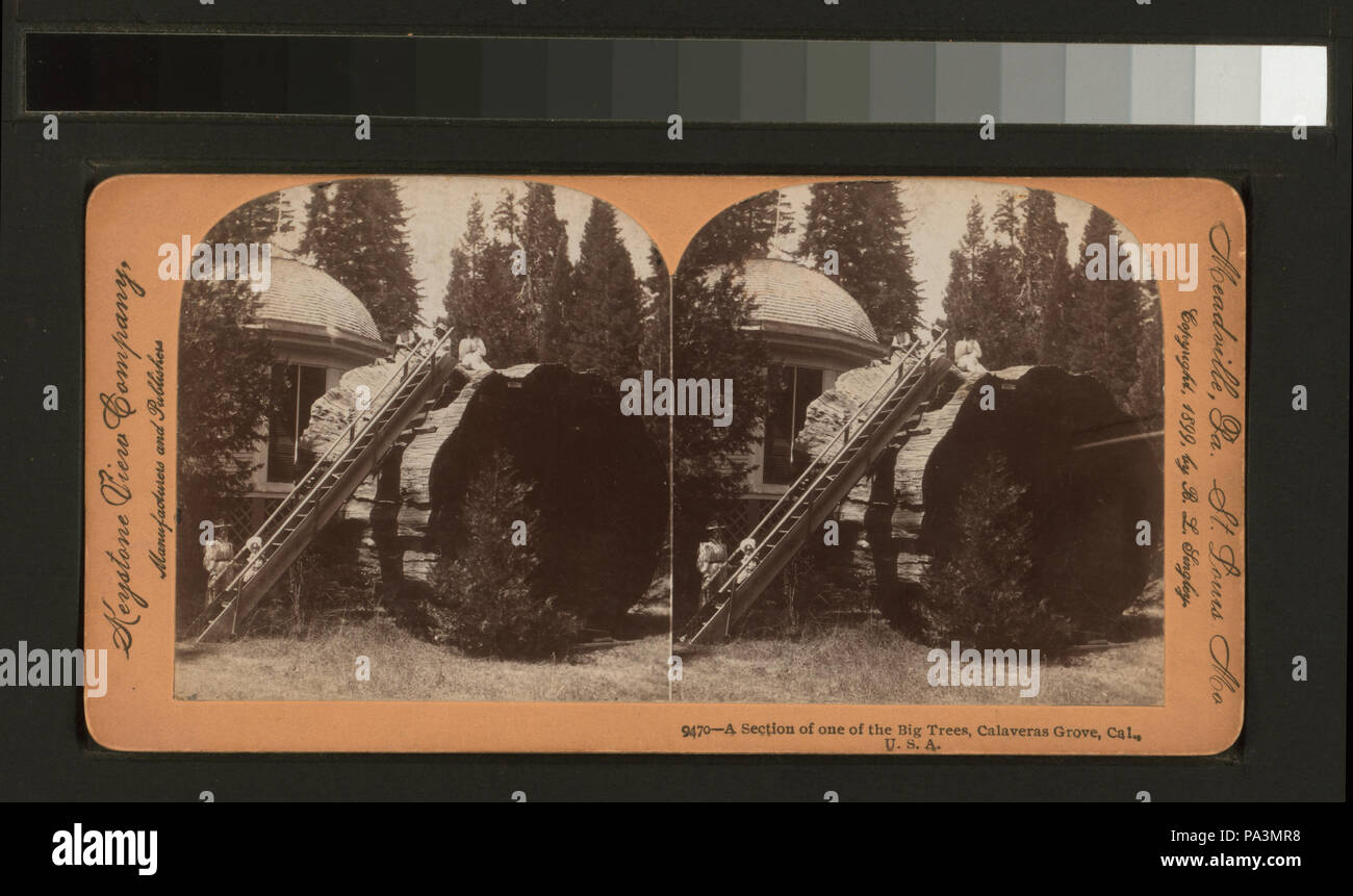 Giant sequoia tree rings hi-res stock photography and images - Alamy