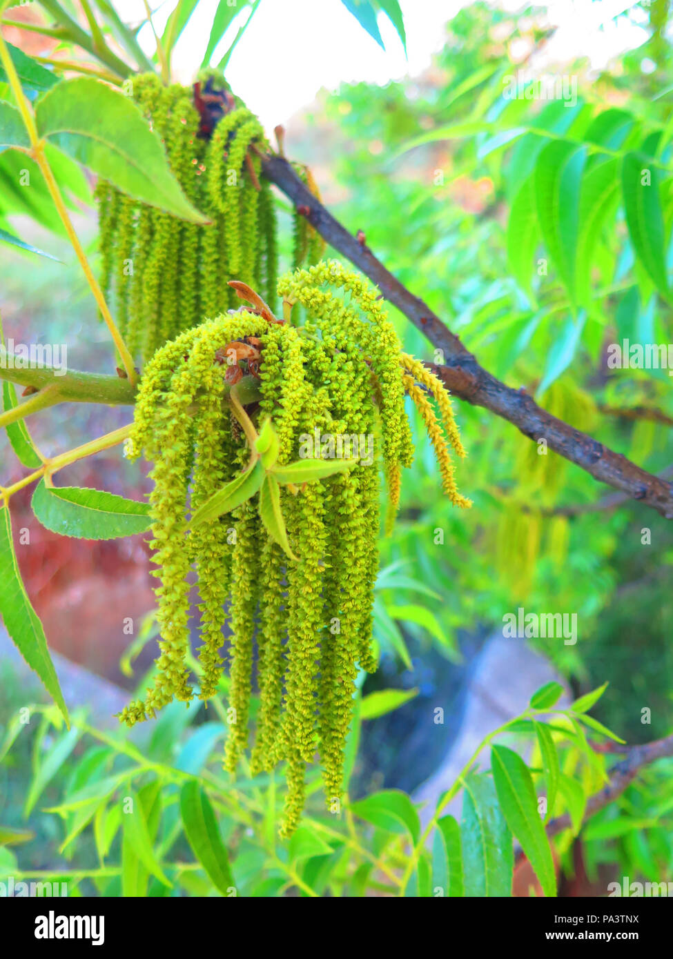 Pollen bearing catkins hires stock photography and images Alamy