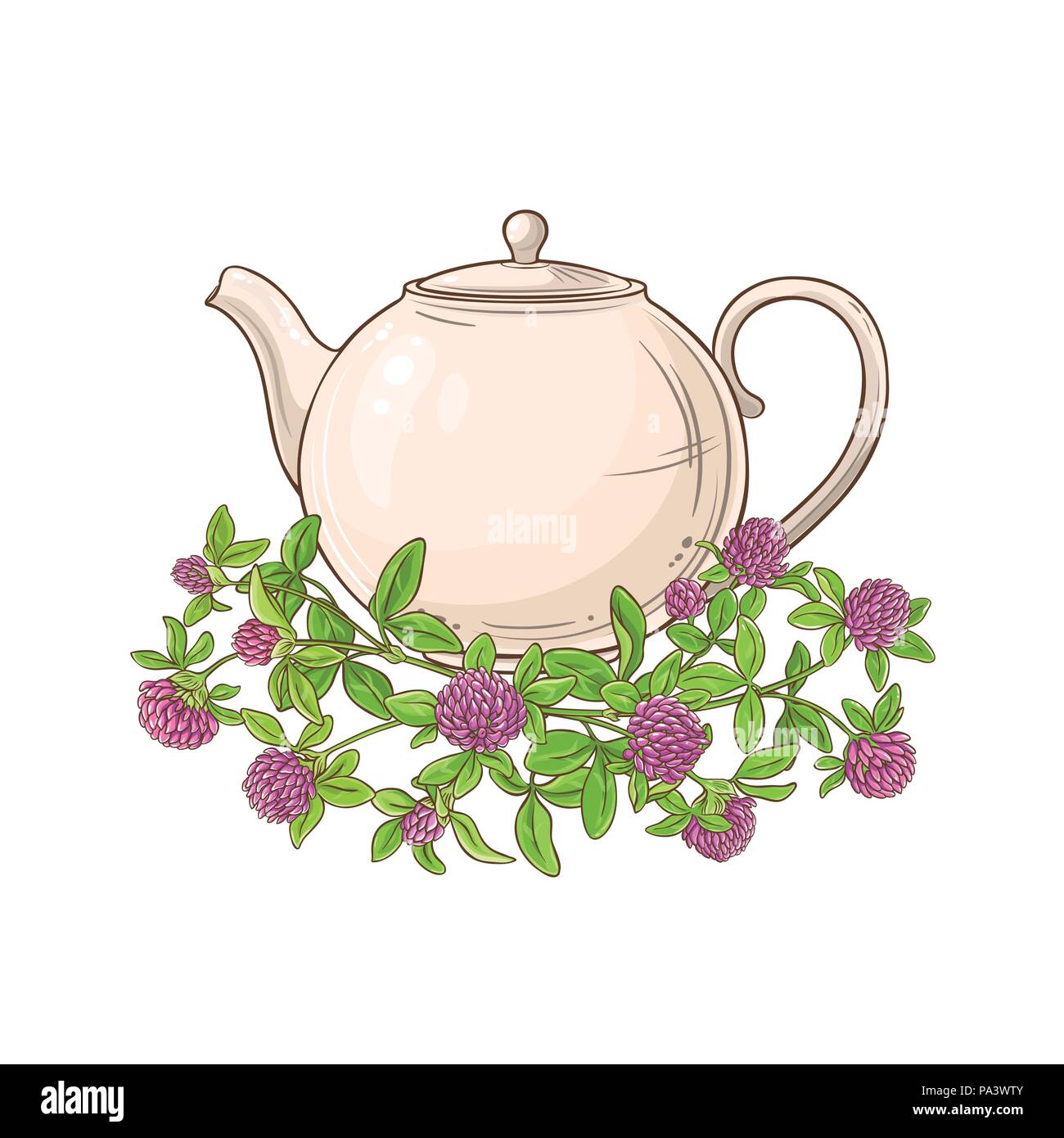 clover tea vector illustration on white background Stock Vector