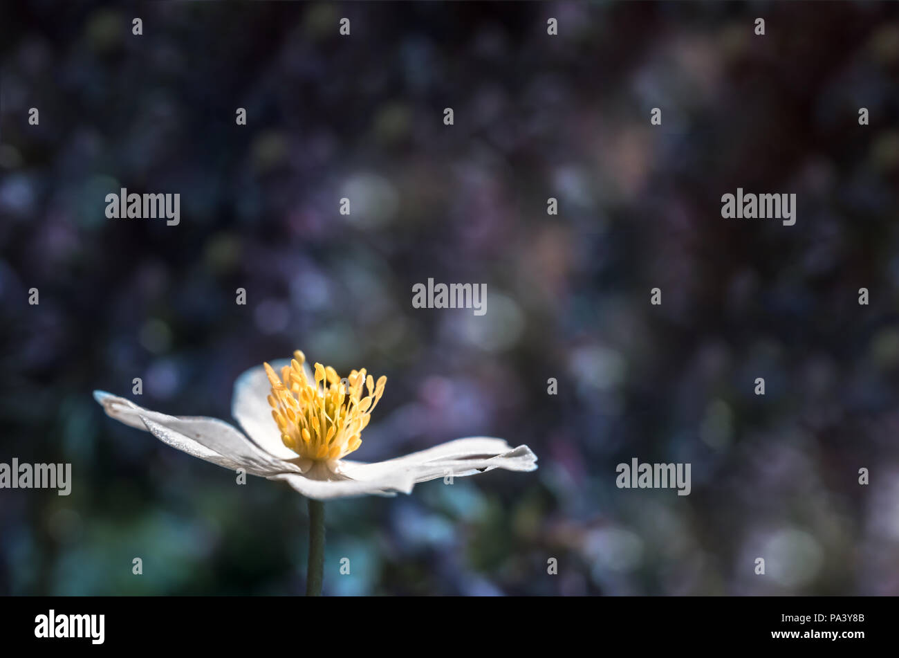 White blossom, bokeh background, high contrast Stock Photo