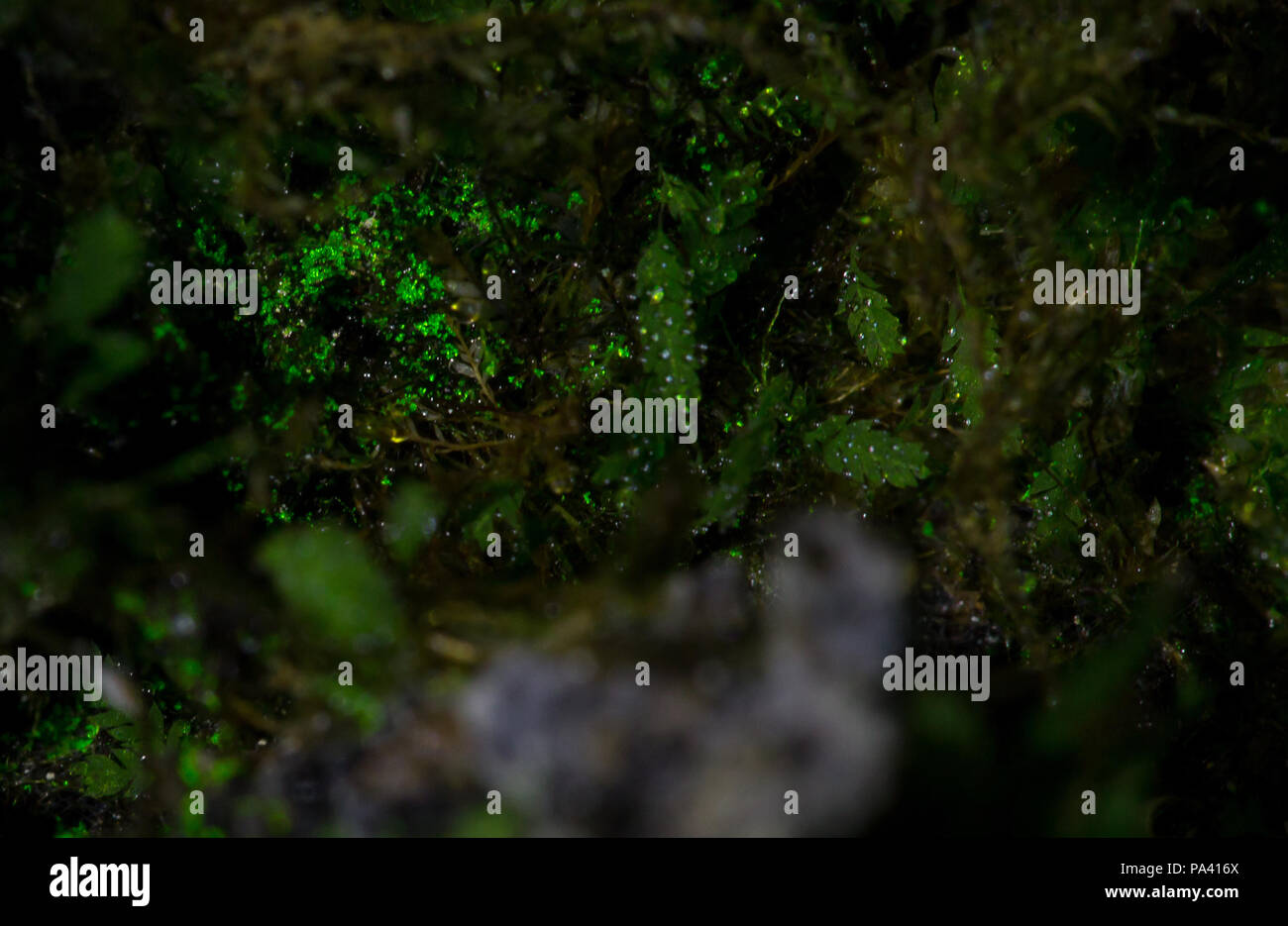 Goblin gold (luminous moss) Stock Photo