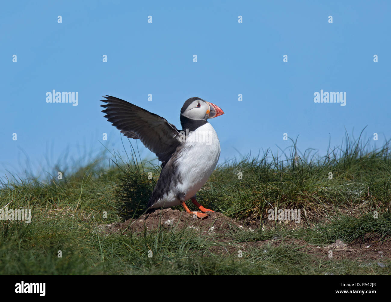 Atlantic Puffin, Fratercula arctica, stretching wings on clifftop, Farne Islands, Northumberland, UK Stock Photo