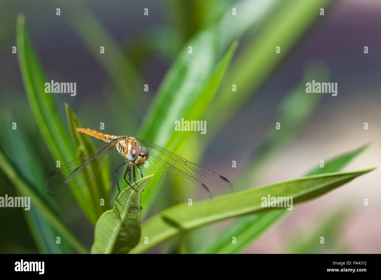 large dragonfly is shot on a macro lens Stock Photo - Alamy