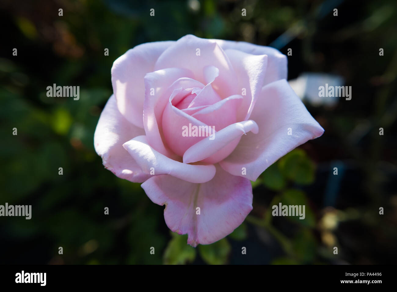 Pink rose flower wallpaper background. Beautiful image of nature. No people  Stock Photo - Alamy