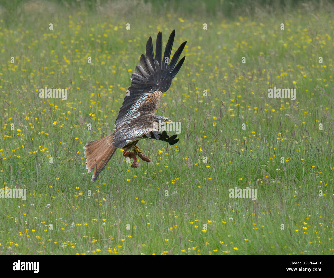 Red Kite, Milvus milvus, in flight, Argaty, Scotand, UK Stock Photo