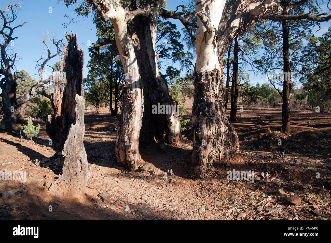 Sacred Canyon South Australia, ancient gum tree growing after being