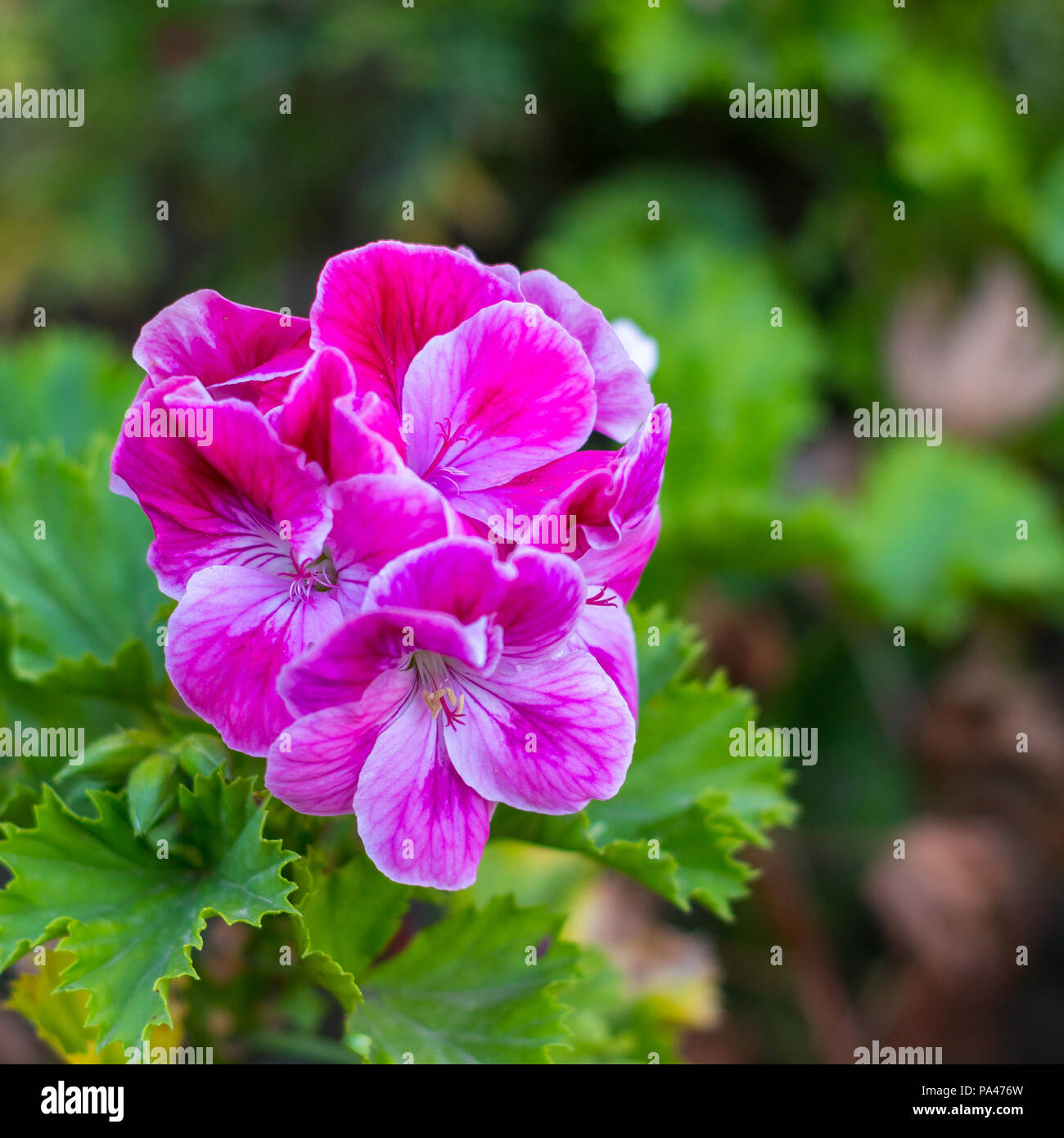 the mottled geranium flower in its full bloom Stock Photo Alamy