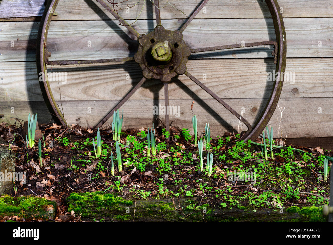 Daffodils emerging, it's nearly Spring Stock Photo Alamy