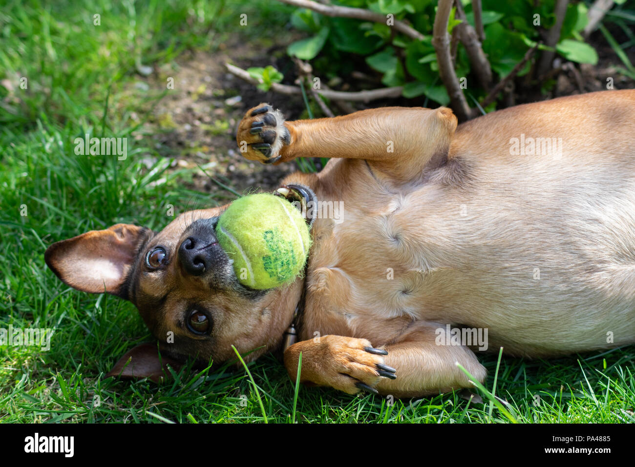 dog playing with a ball Stock Photo - Alamy